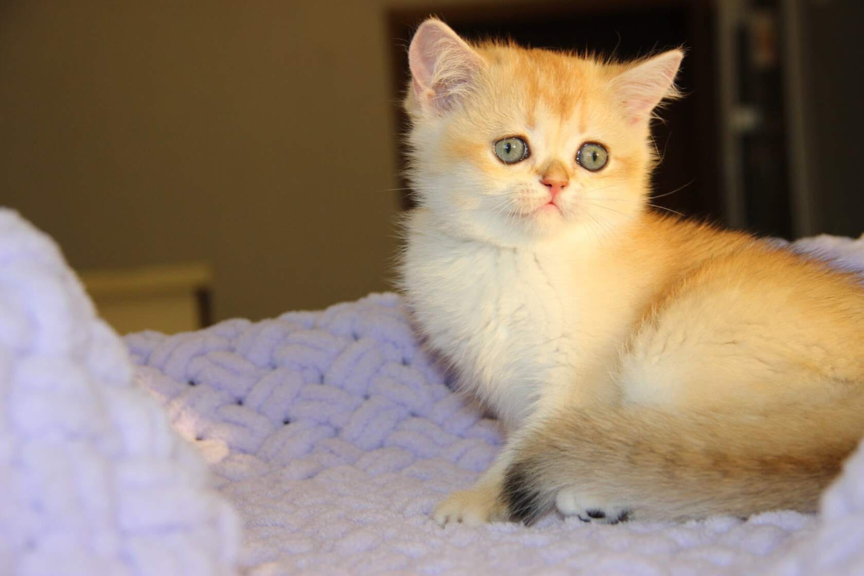 Умка - Имена для мальчиков - Клички для котов и кошек