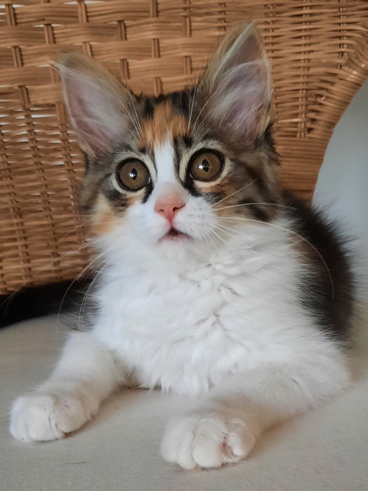 Элли - Имена для девочек - Клички для котов и кошек