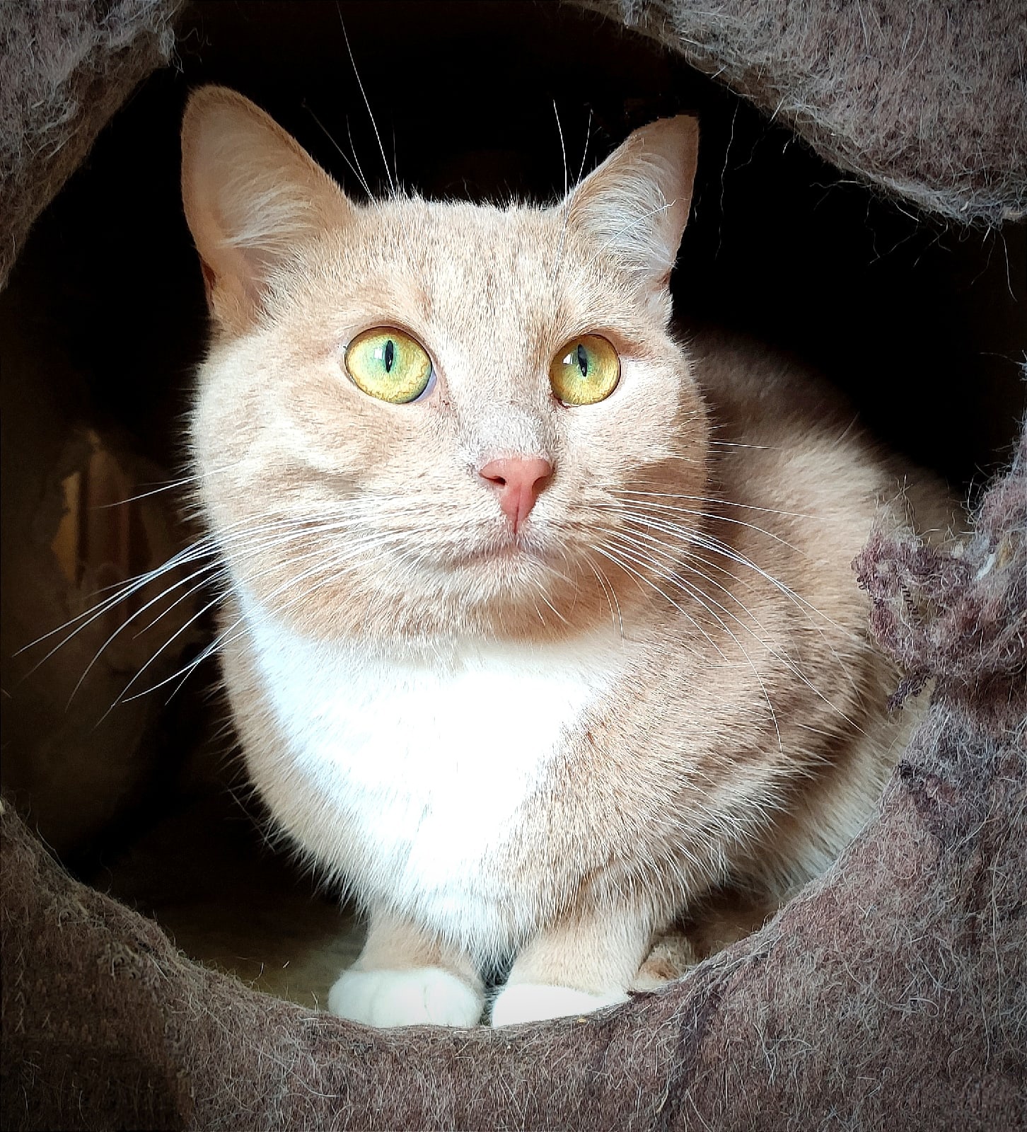 Каира - Имена для девочек - Клички для котов и кошек