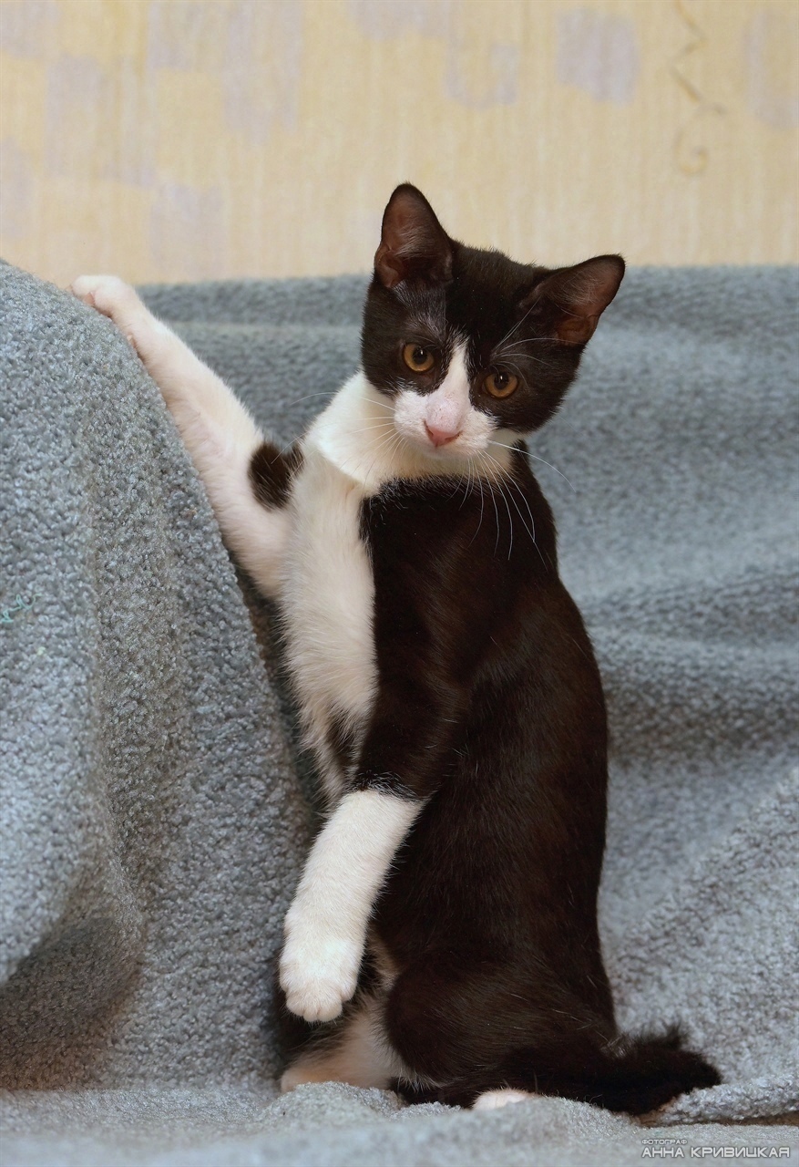 Флис - Имена для мальчиков - Клички для котов и кошек