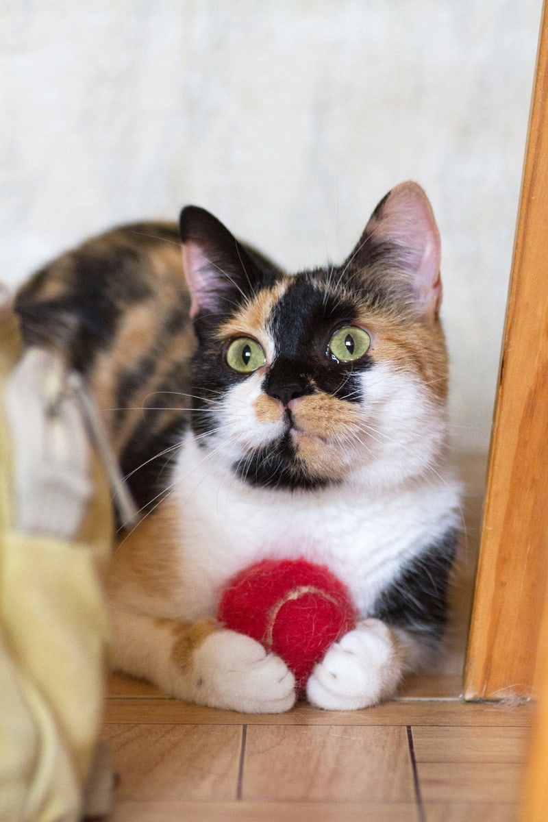 Лили - Имена для девочек - Клички для котов и кошек