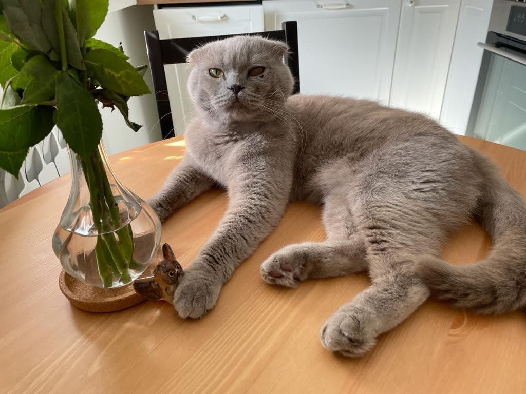 Хью - Имена для мальчиков - Клички для котов и кошек