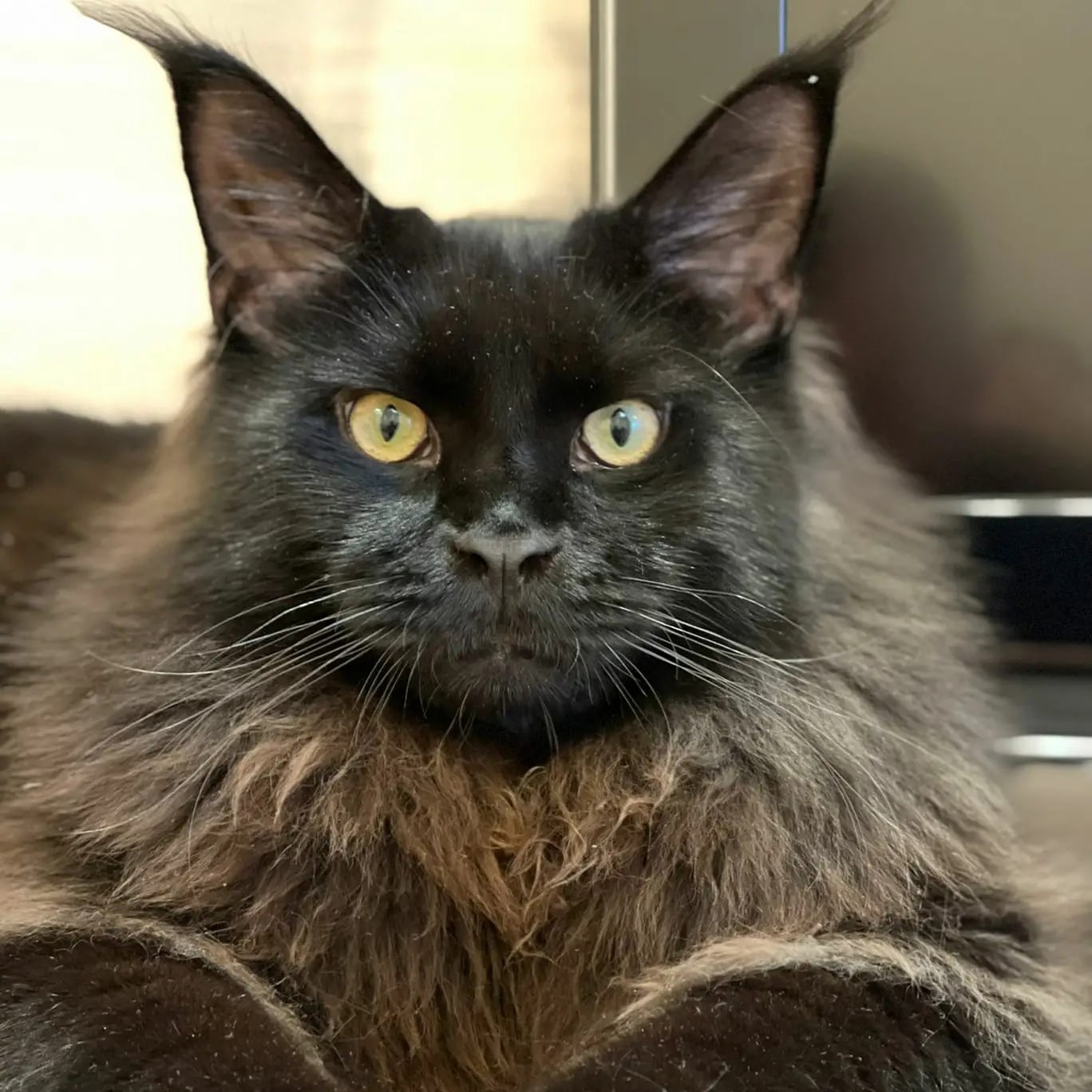 Занзибар - Имена для мальчиков - Клички для котов и кошек