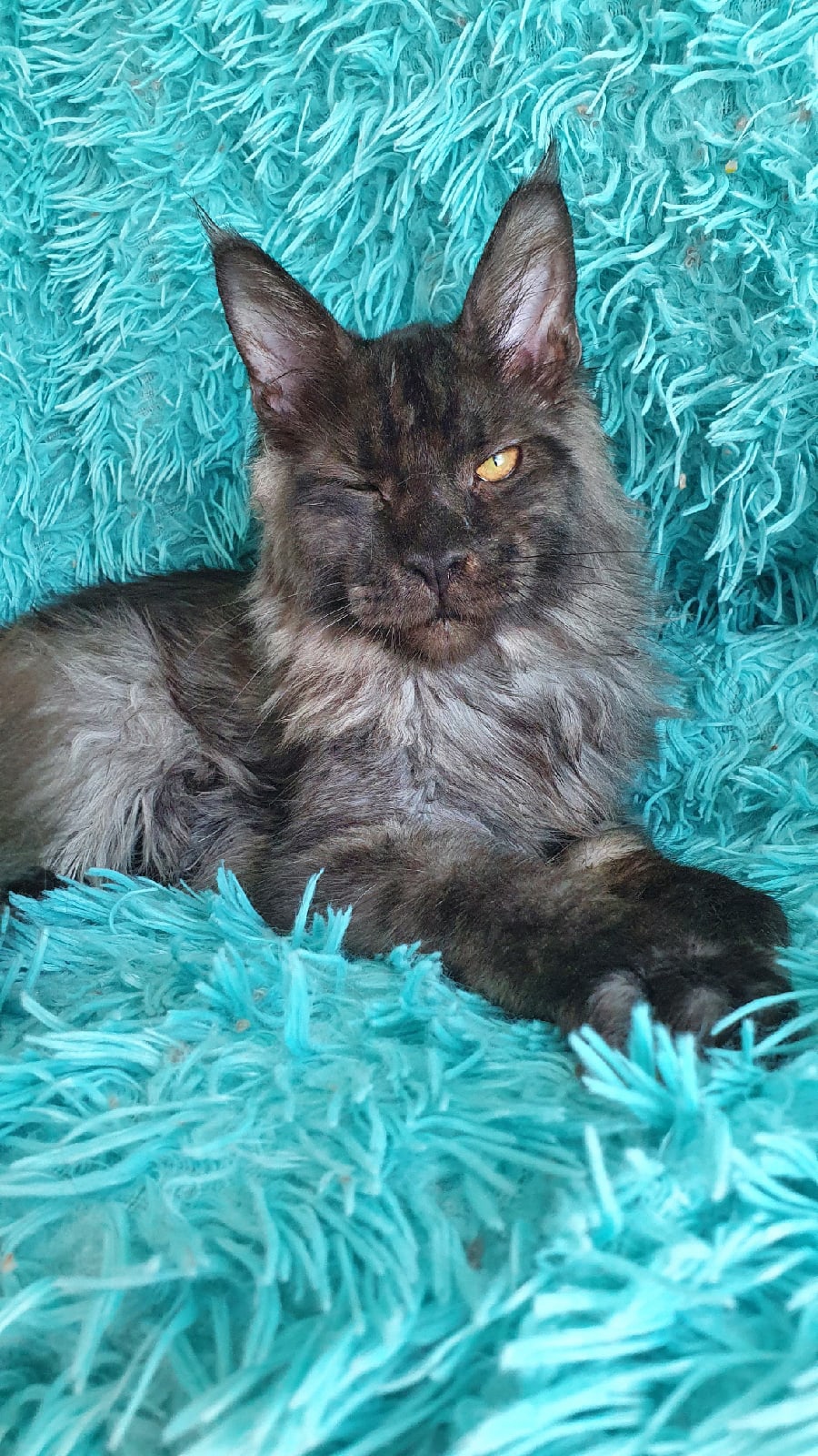 Круз - Имена для мальчиков - Клички для котов и кошек