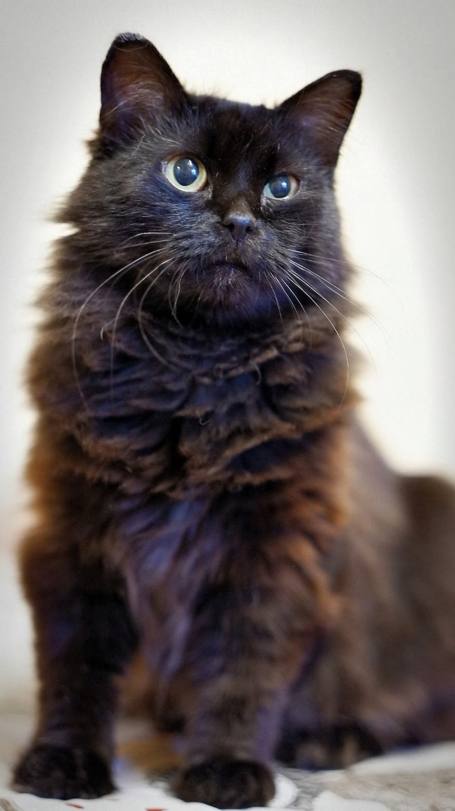 Жучка - Имена для девочек - Клички для котов и кошек