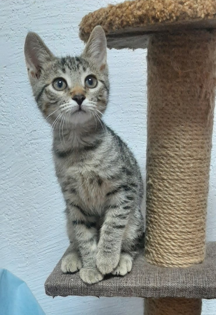 Тайсон - Имена для мальчиков - Клички для котов и кошек