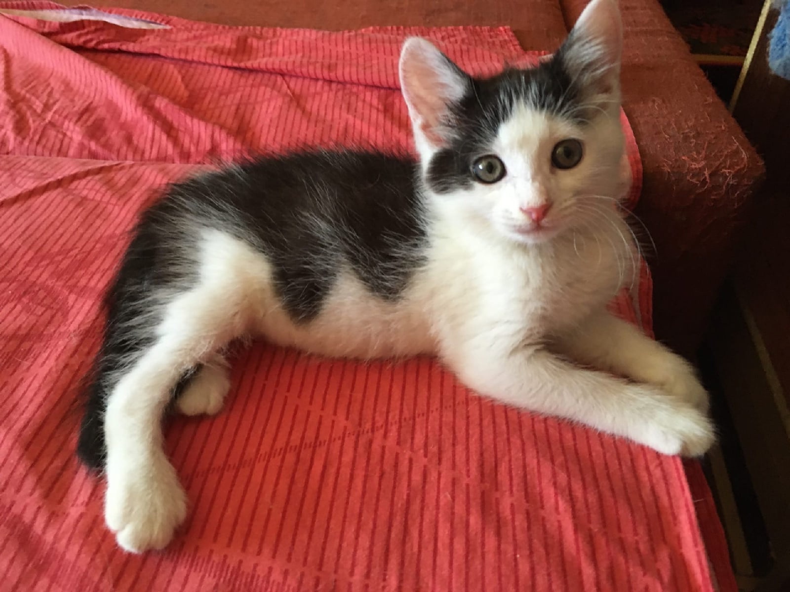 Шпинат - Имена для мальчиков - Клички для котов и кошек