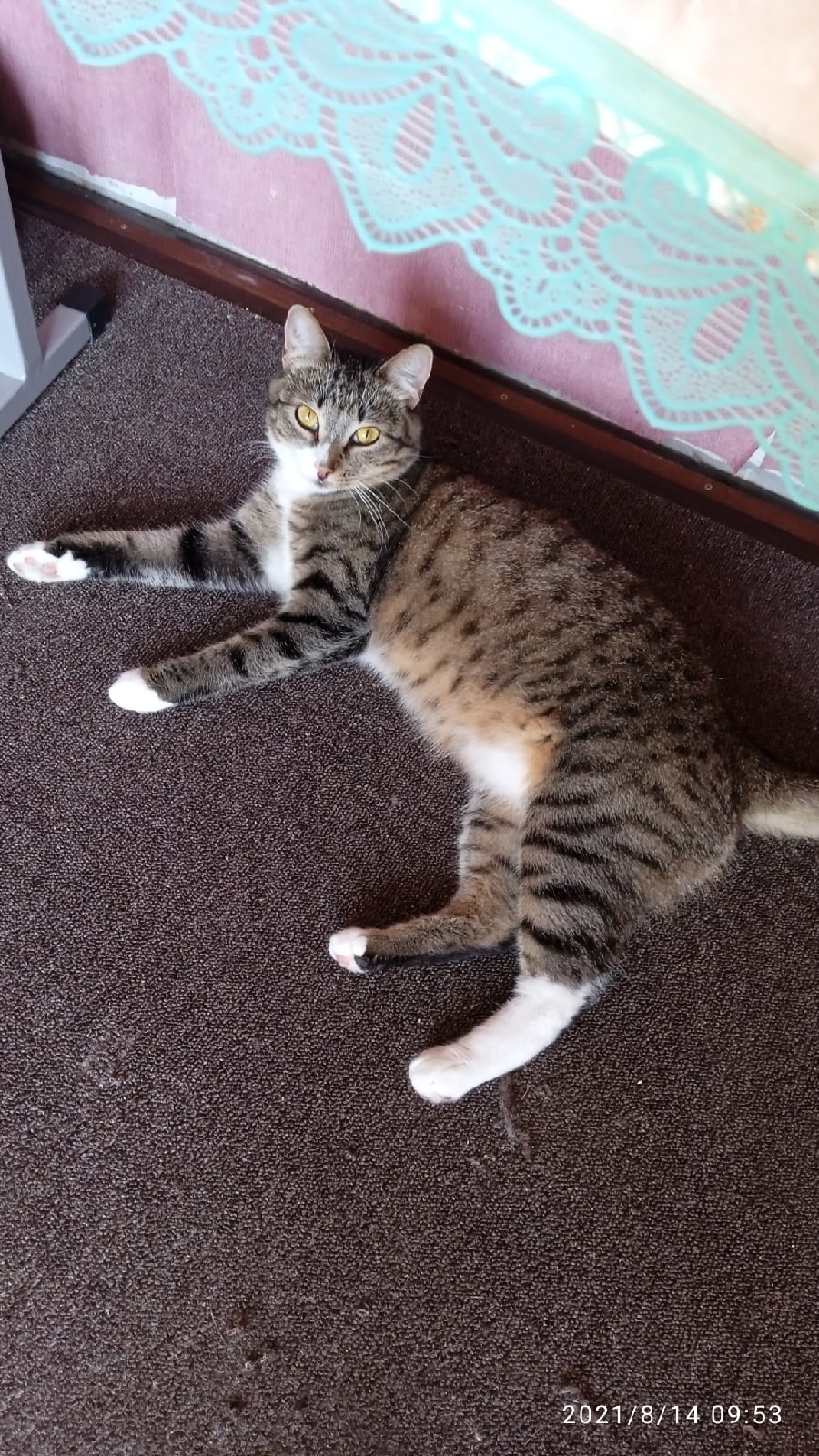 Ворсинка - Имена для девочек - Клички для котов и кошек