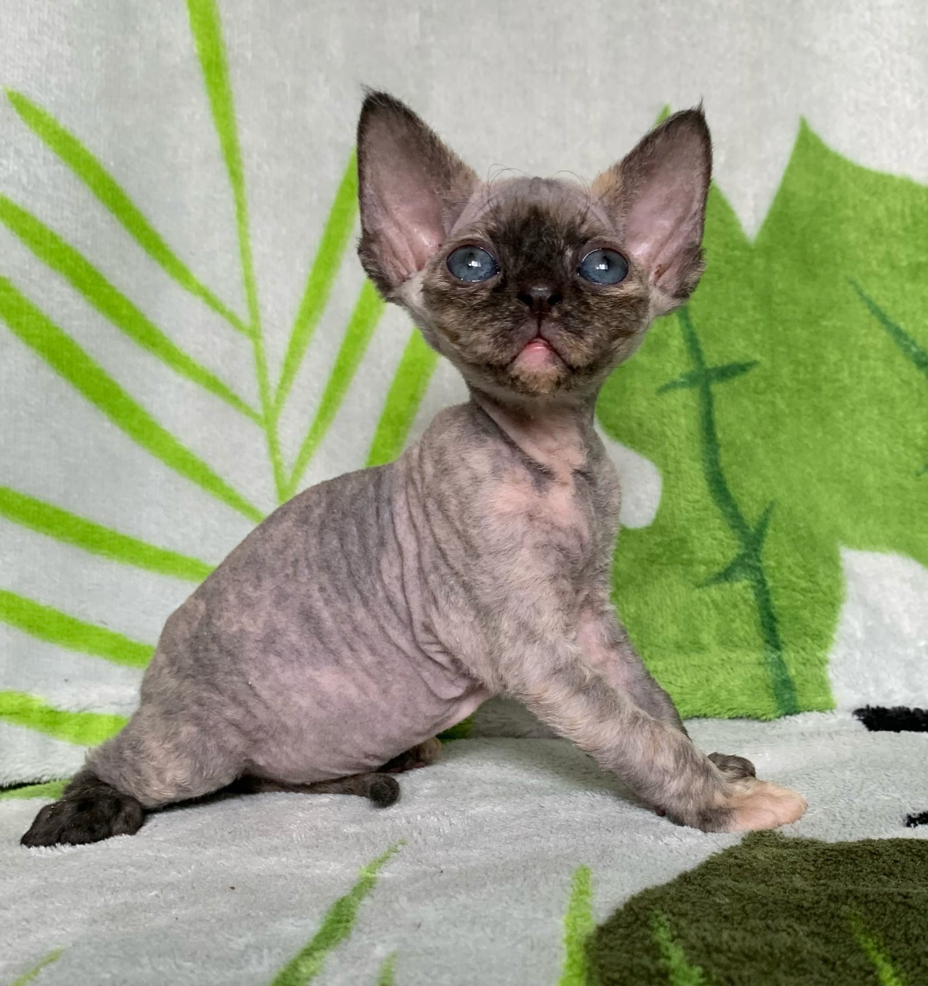 Пикси - Имена для девочек - Клички для котов и кошек