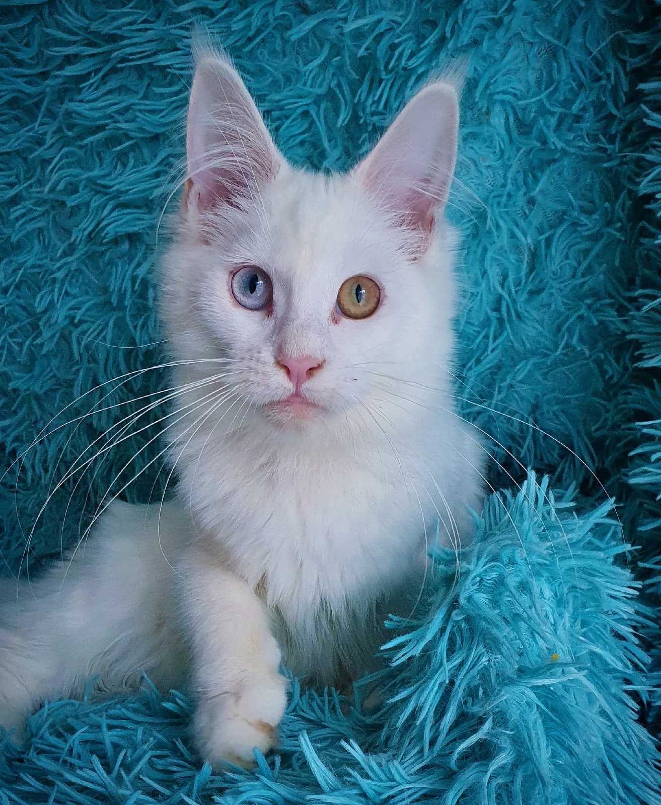 Арабеска - Имена для девочек - Клички для котов и кошек