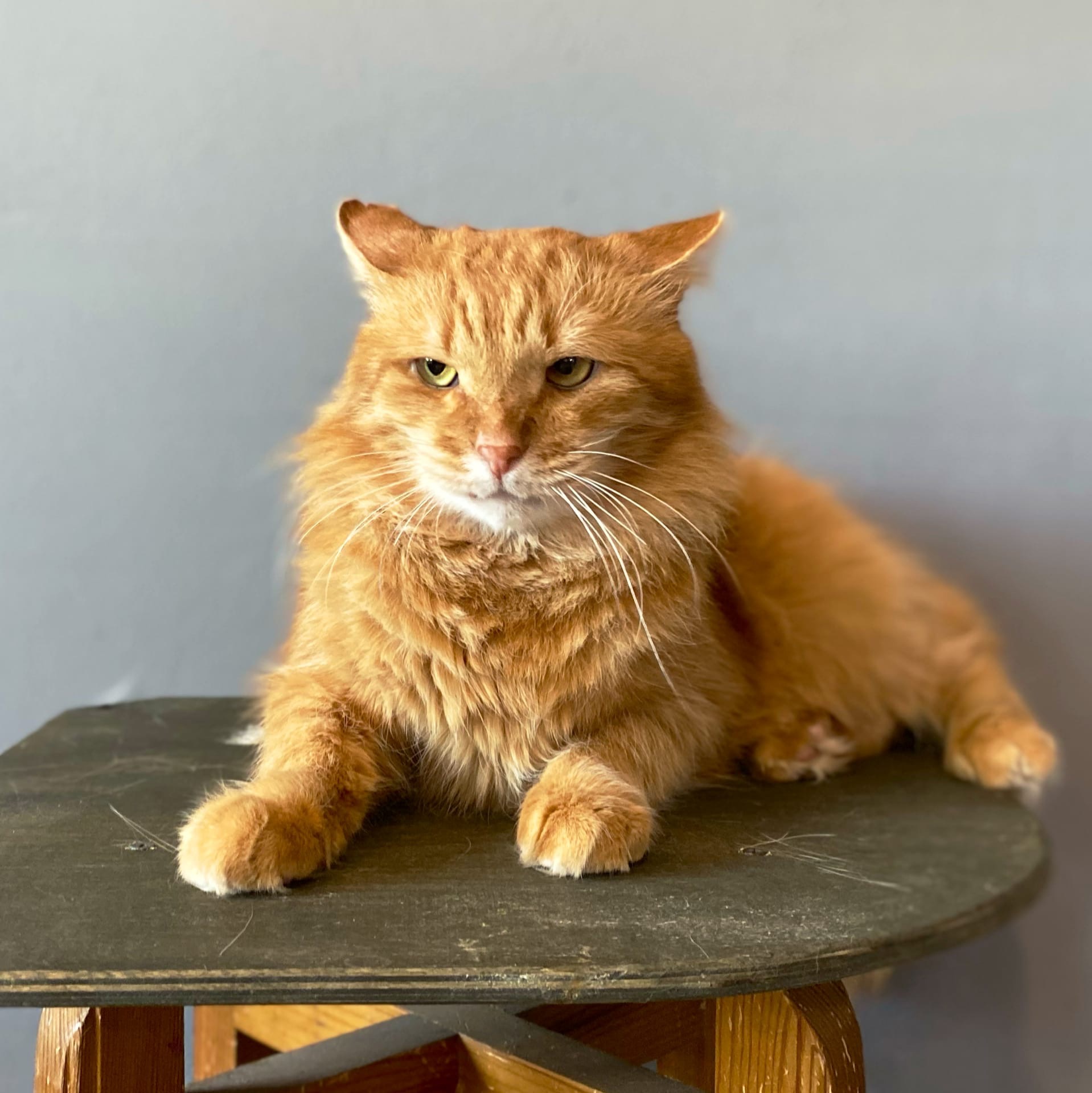 Лионель - Имена для мальчиков - Клички для котов и кошек