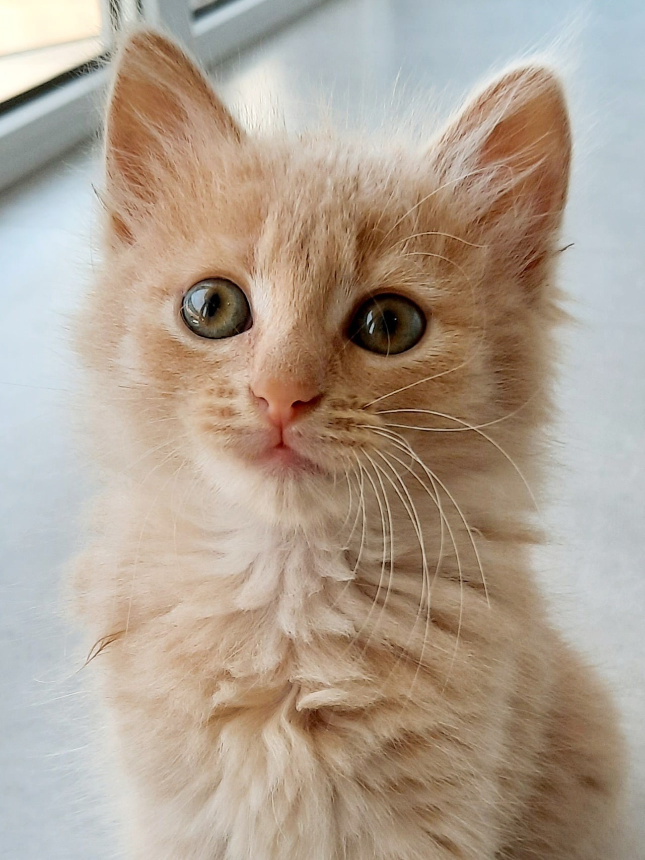 Афоня - Имена для мальчиков - Клички для котов и кошек