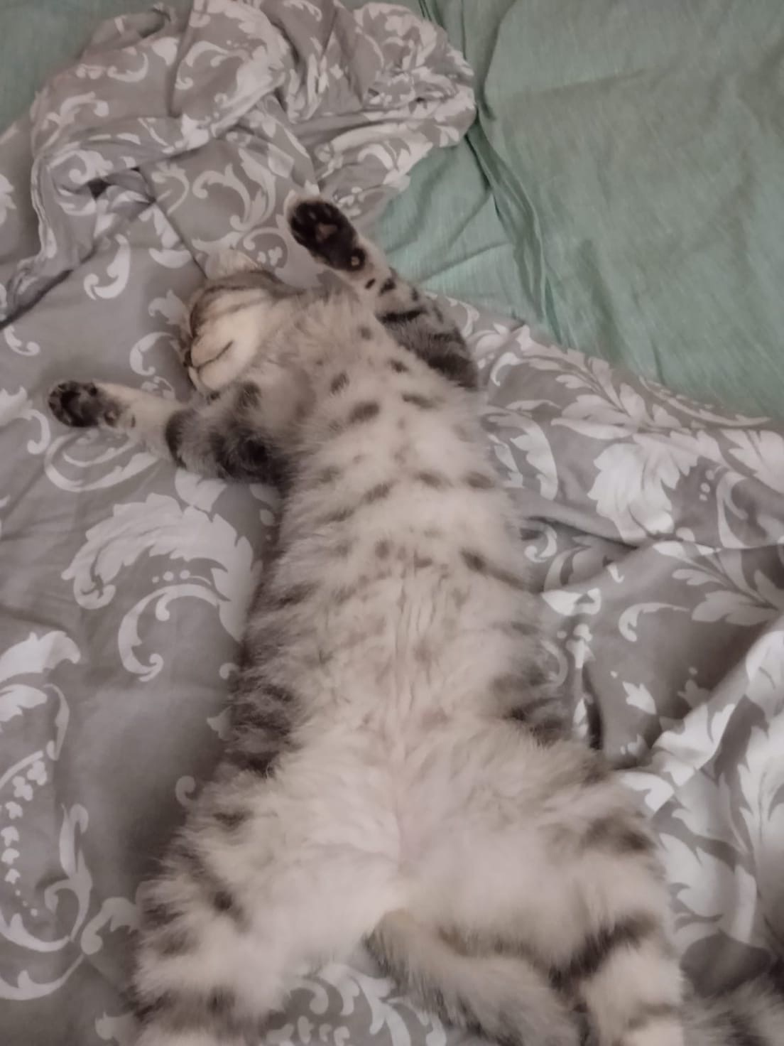 Элис - Имена для девочек - Клички для котов и кошек