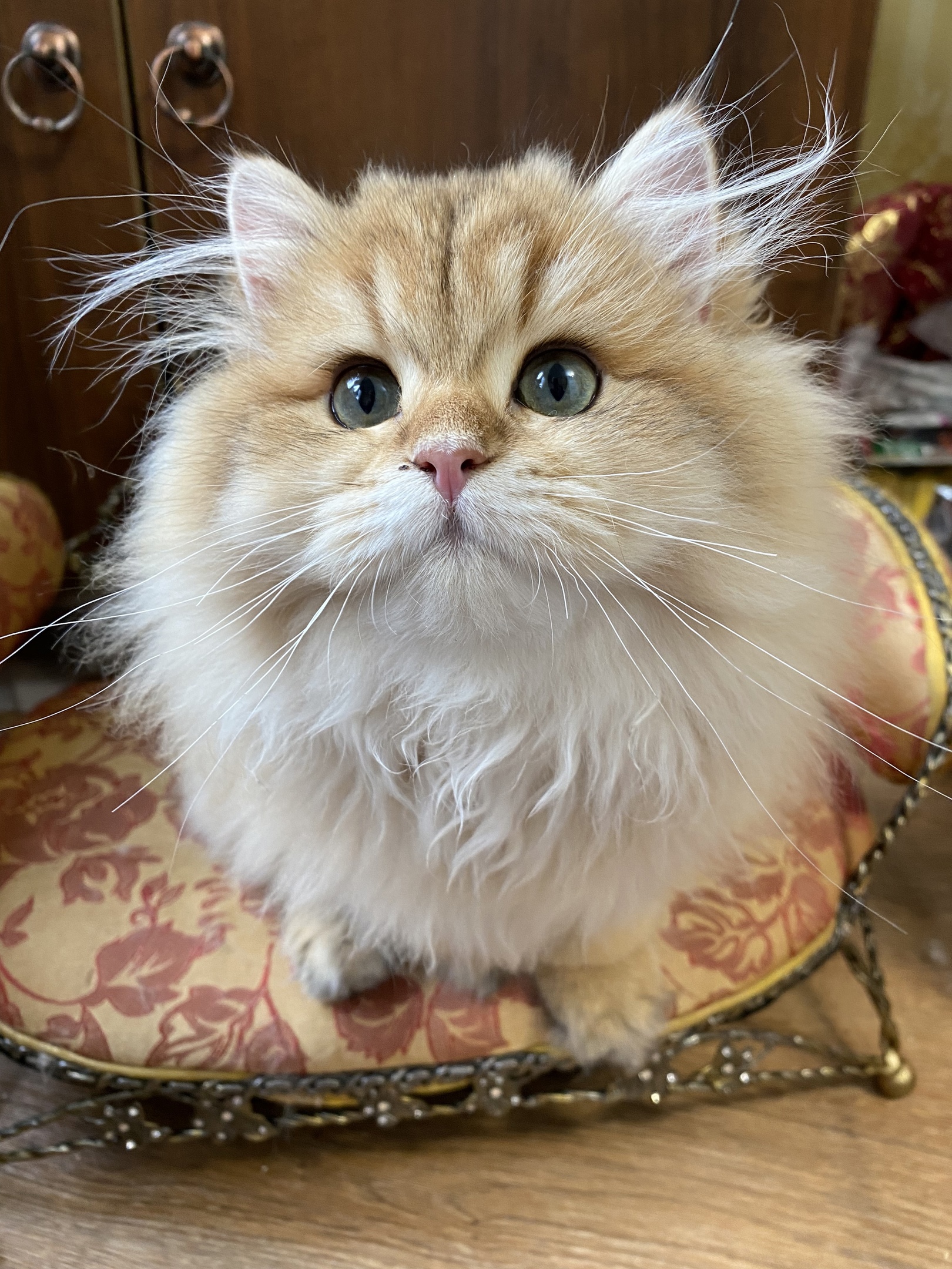 Ванеска - Имена для девочек - Клички для котов и кошек