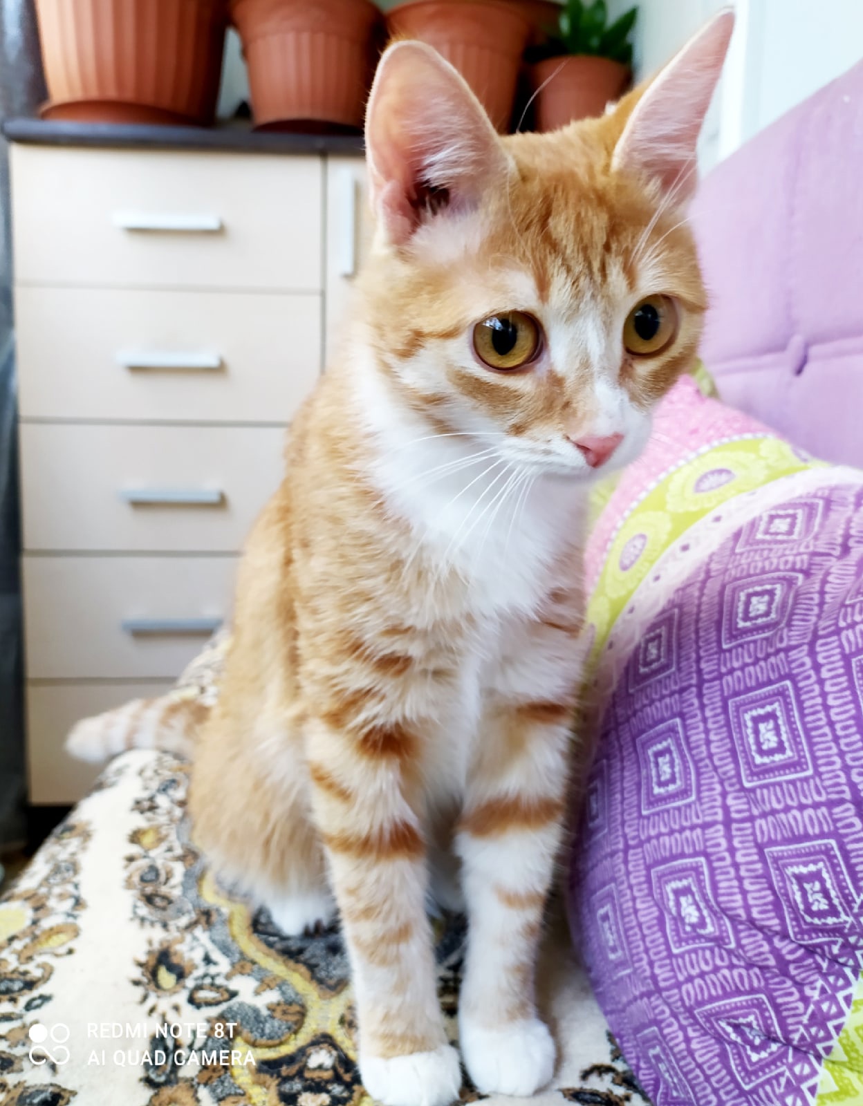 Платон - Имена для мальчиков - Клички для котов и кошек