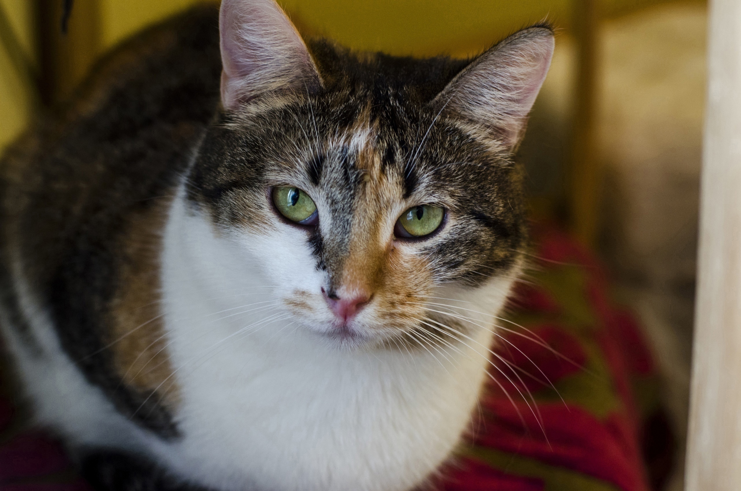 Нуки - Имена для девочек - Клички для котов и кошек