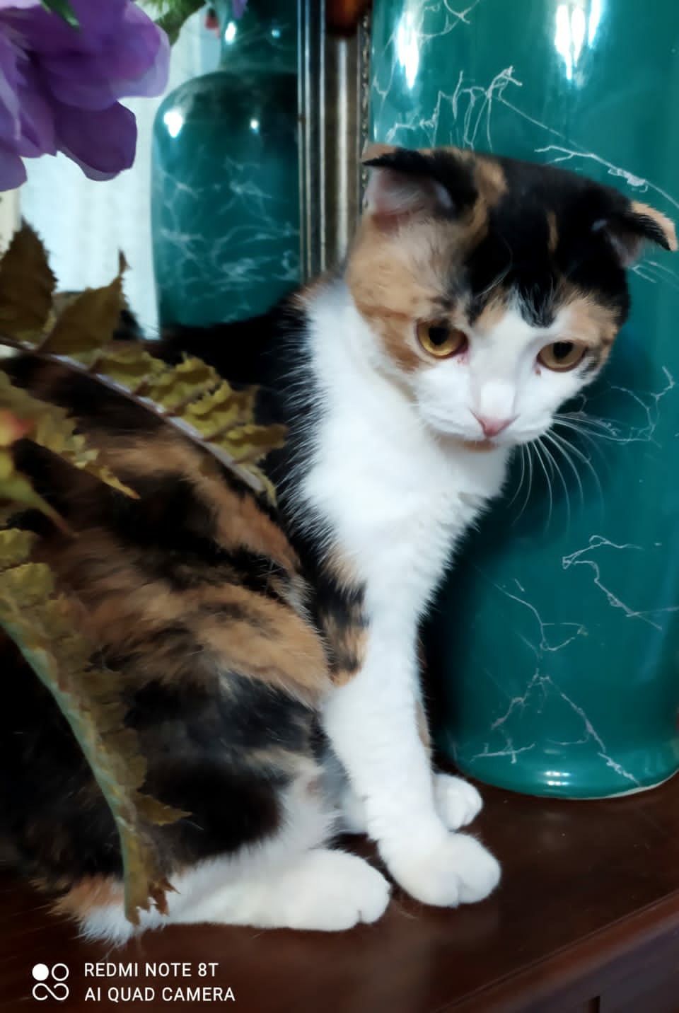 Джессика - Имена для девочек - Клички для котов и кошек