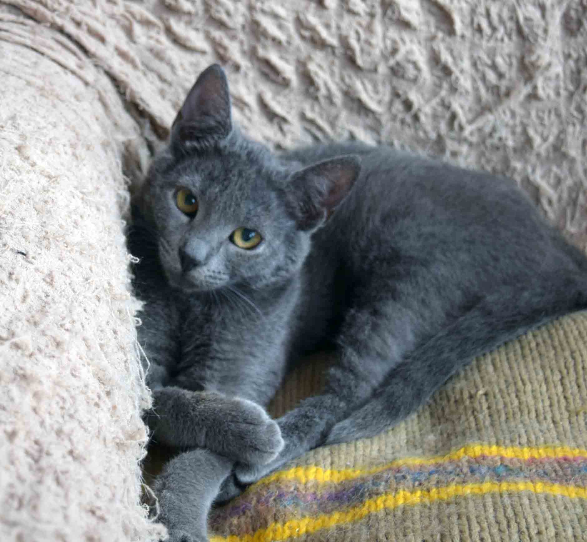 Шеба - Имена для девочек - Клички для котов и кошек