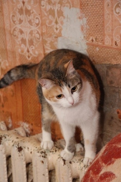 Марика - Имена для девочек - Клички для котов и кошек