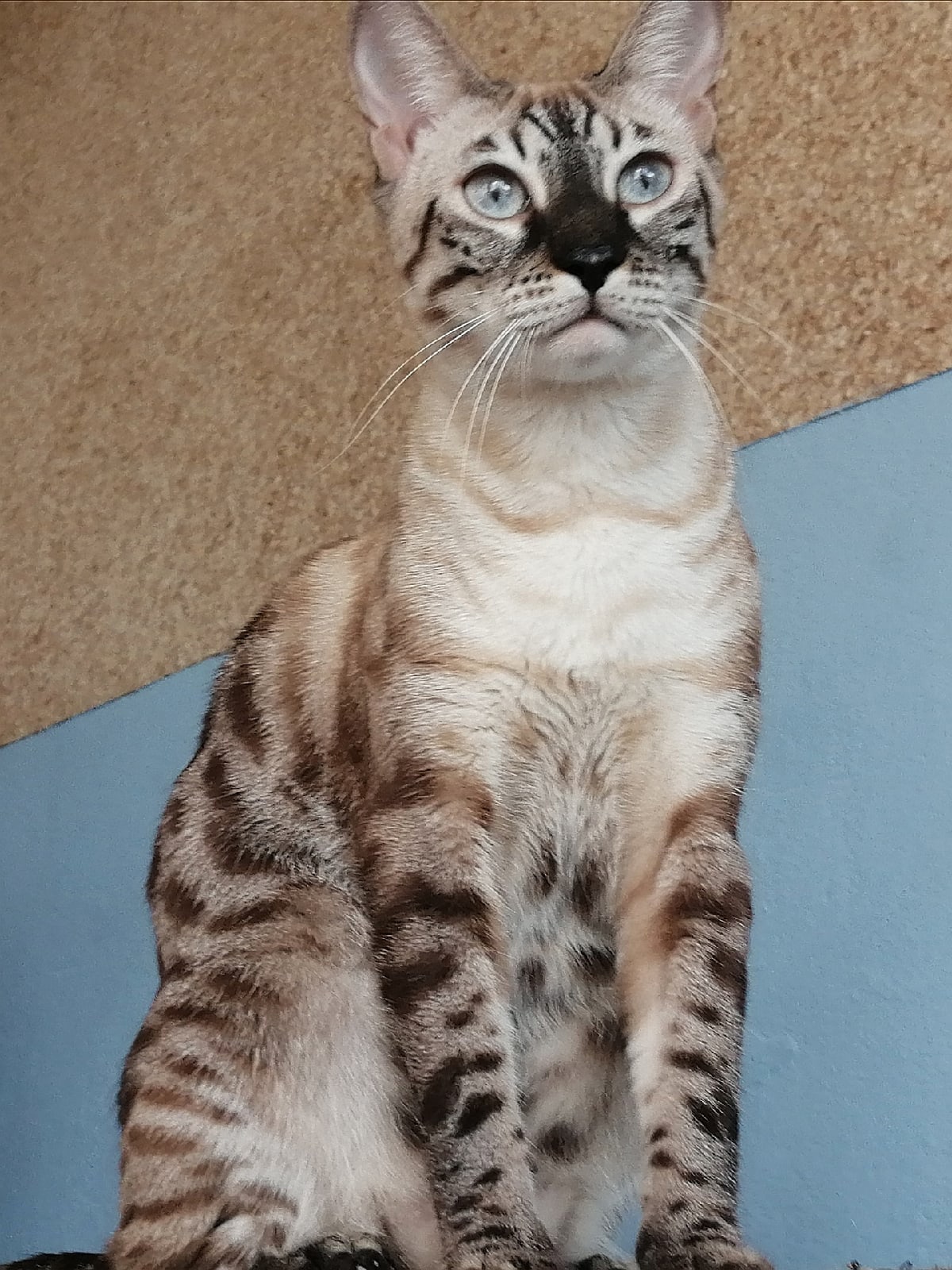 Рейчел - Имена для девочек - Клички для котов и кошек