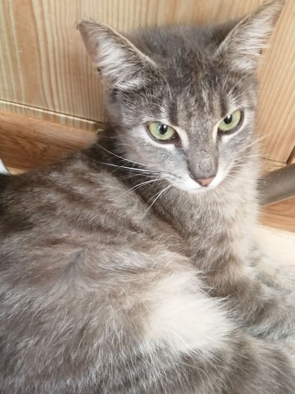 Люси - Имена для девочек - Клички для котов и кошек