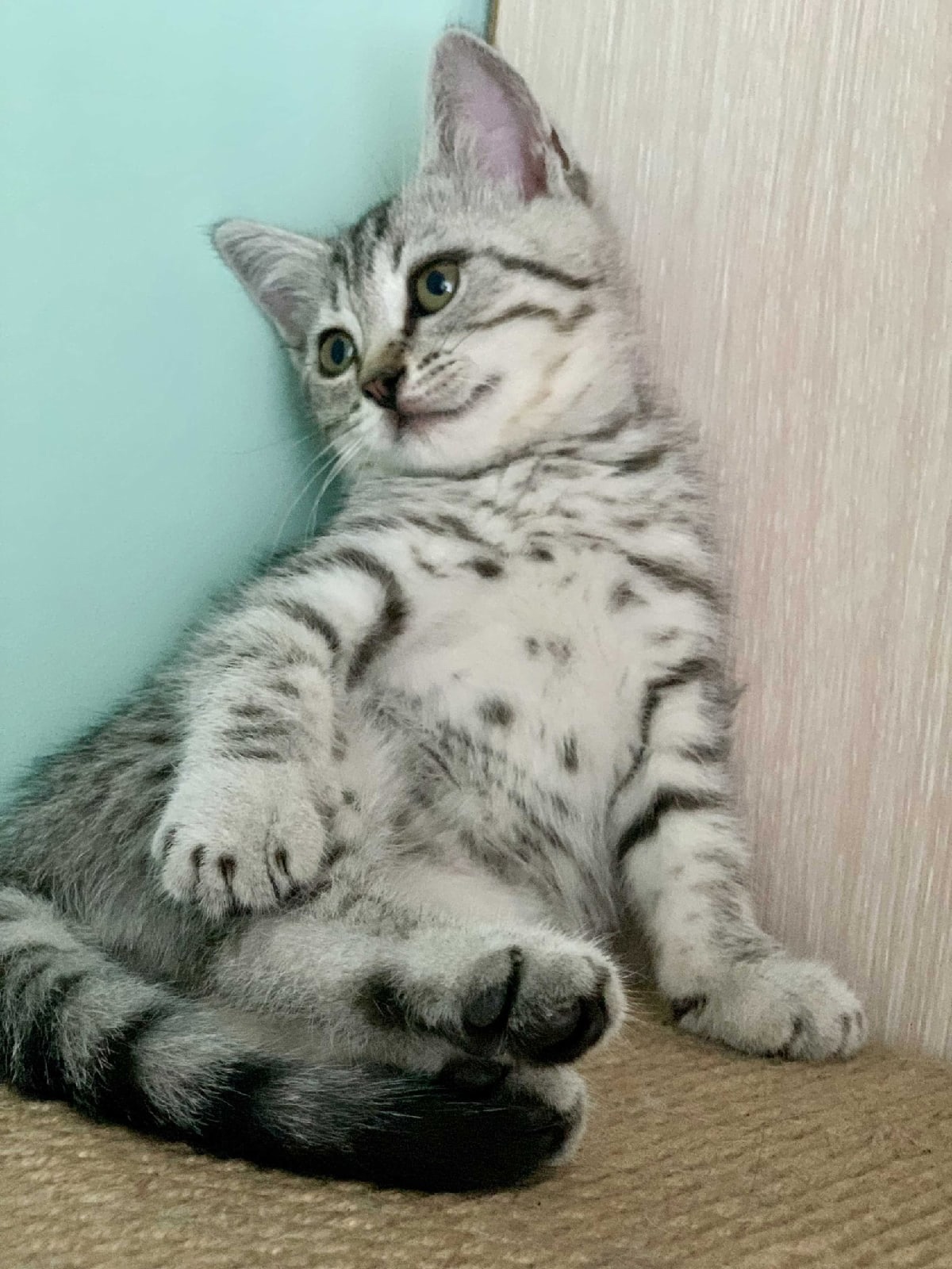 Марсик - Имена для мальчиков - Клички для котов и кошек