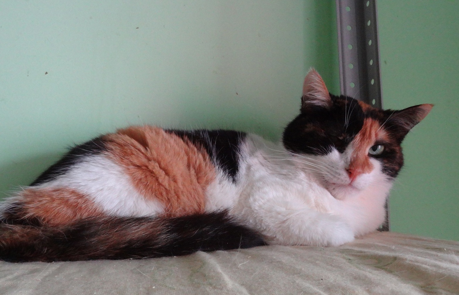 Чили - Имена для девочек - Клички для котов и кошек