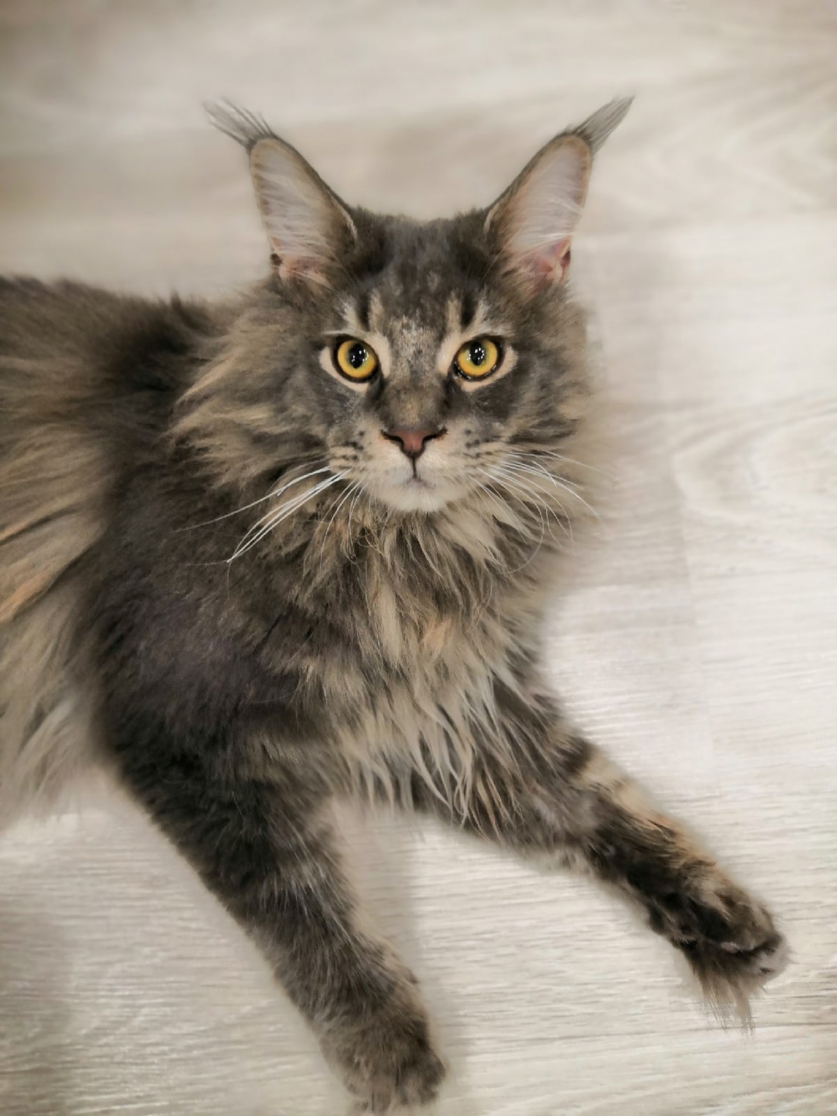 Силька - Имена для девочек - Клички для котов и кошек