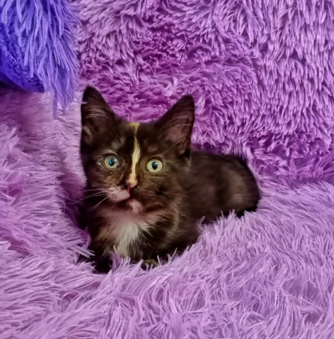 Эля - Имена для девочек - Клички для котов и кошек