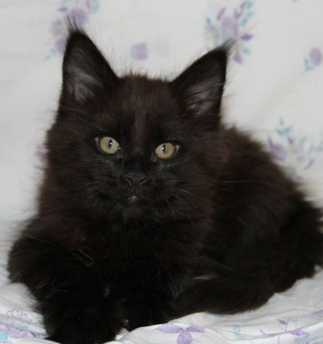 Мальта - Имена для девочек - Клички для котов и кошек