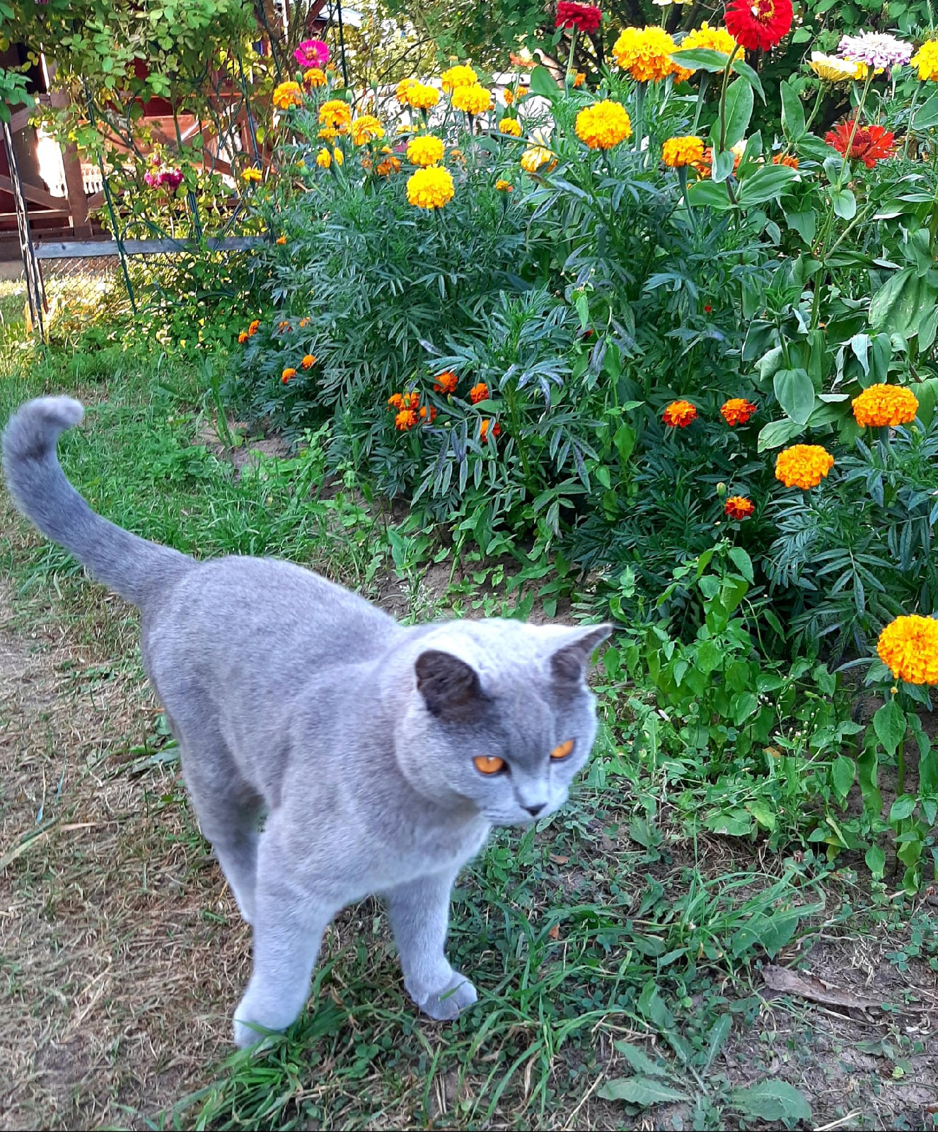 Феля - Имена для мальчиков - Клички для котов и кошек