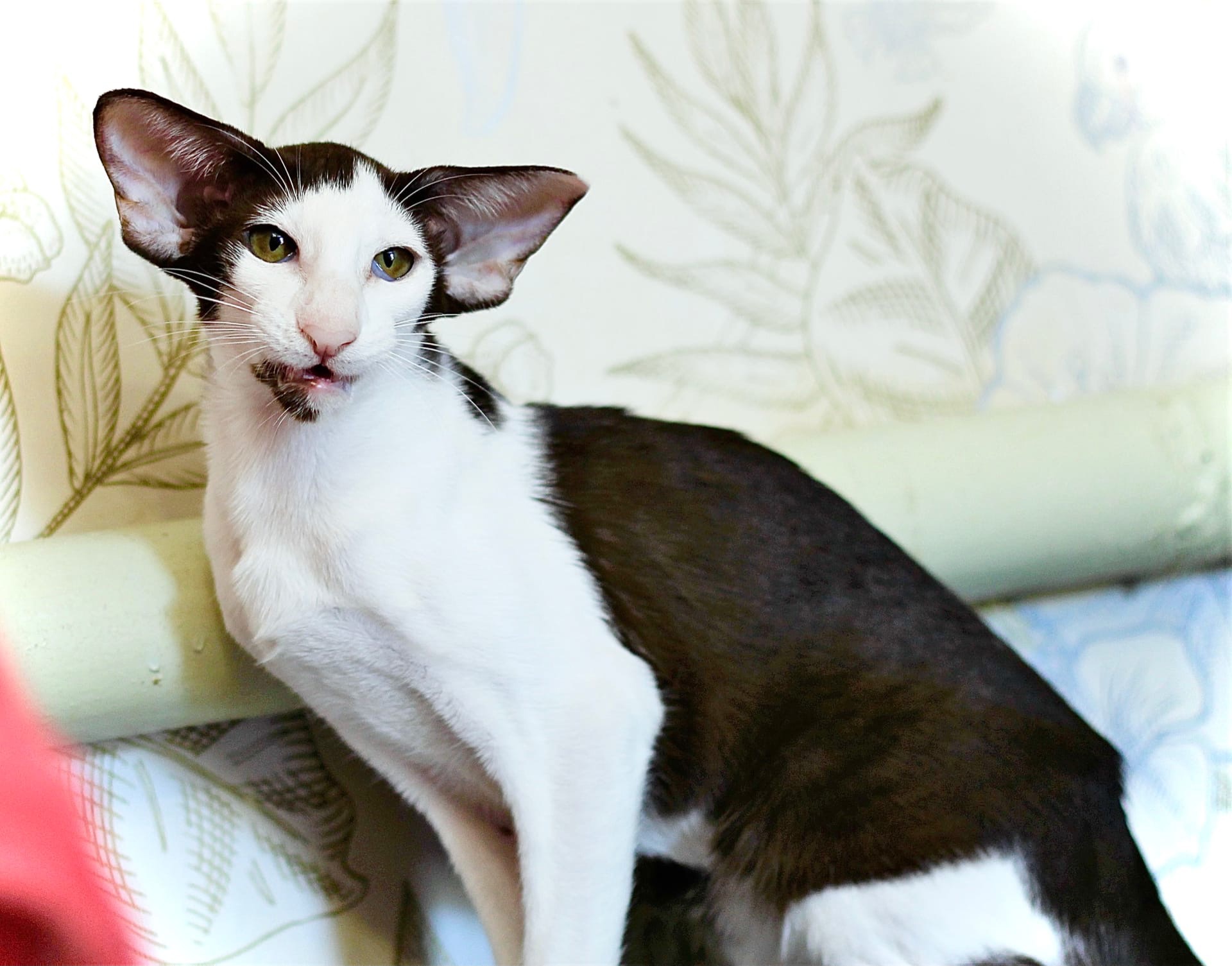 Илона - Имена для девочек - Клички для котов и кошек