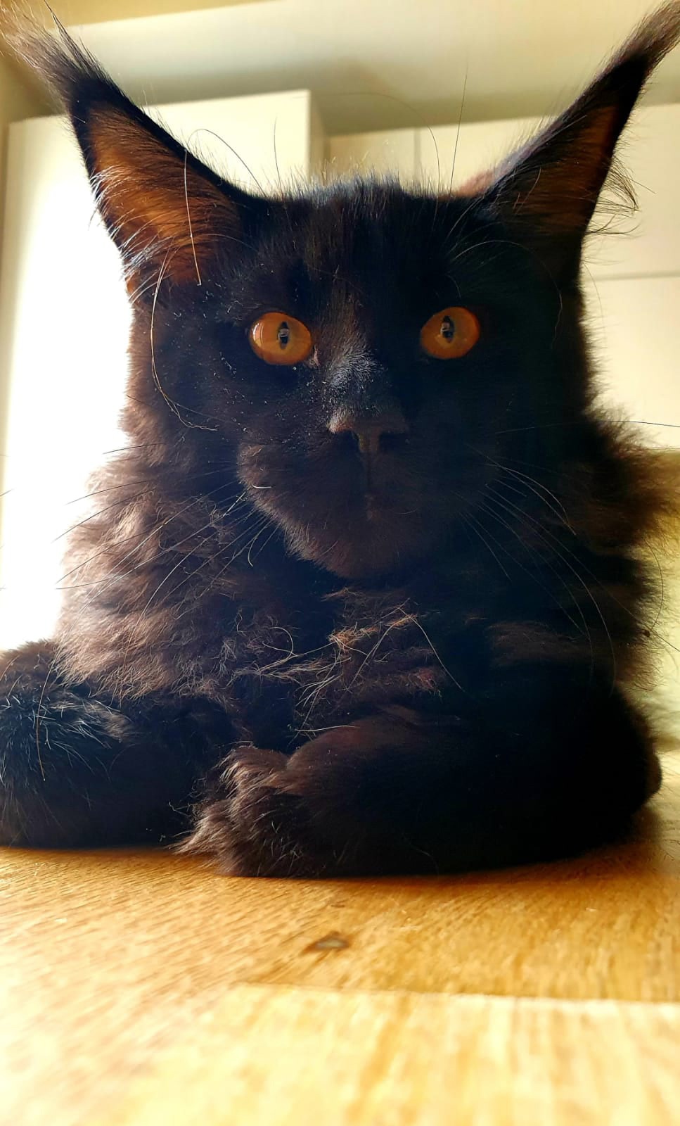 Диля - Имена для мальчиков - Клички для котов и кошек