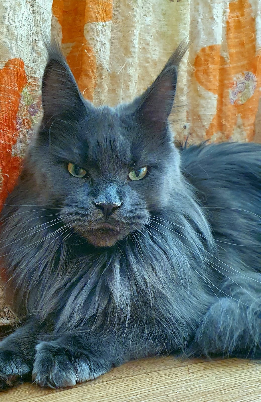 Даня - Имена для девочек - Клички для котов и кошек