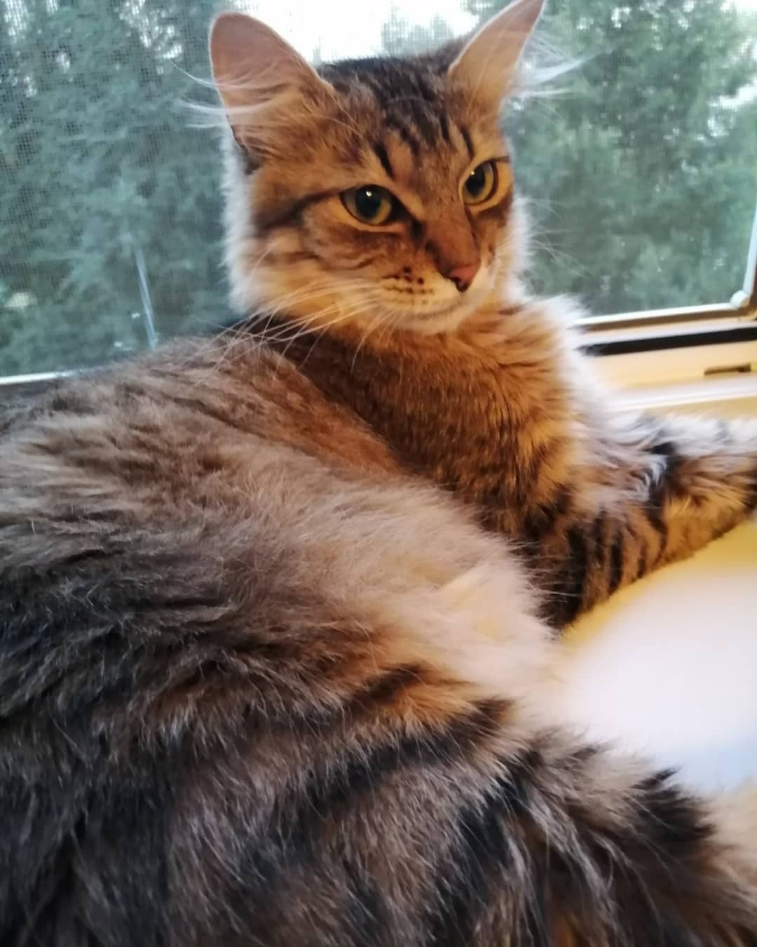 Шер - Имена для мальчиков - Клички для котов и кошек