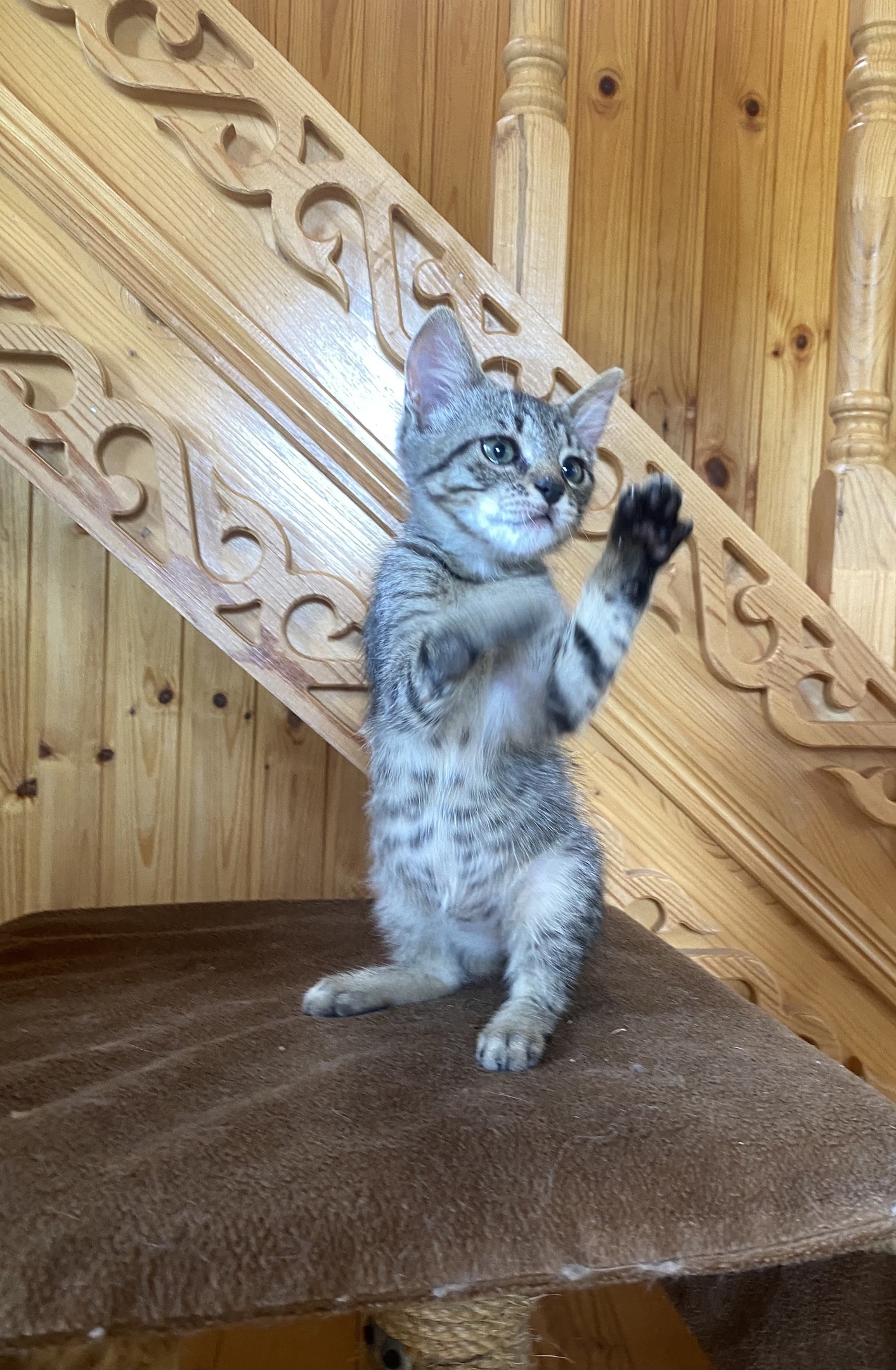 Кенго - Имена для мальчиков - Клички для котов и кошек