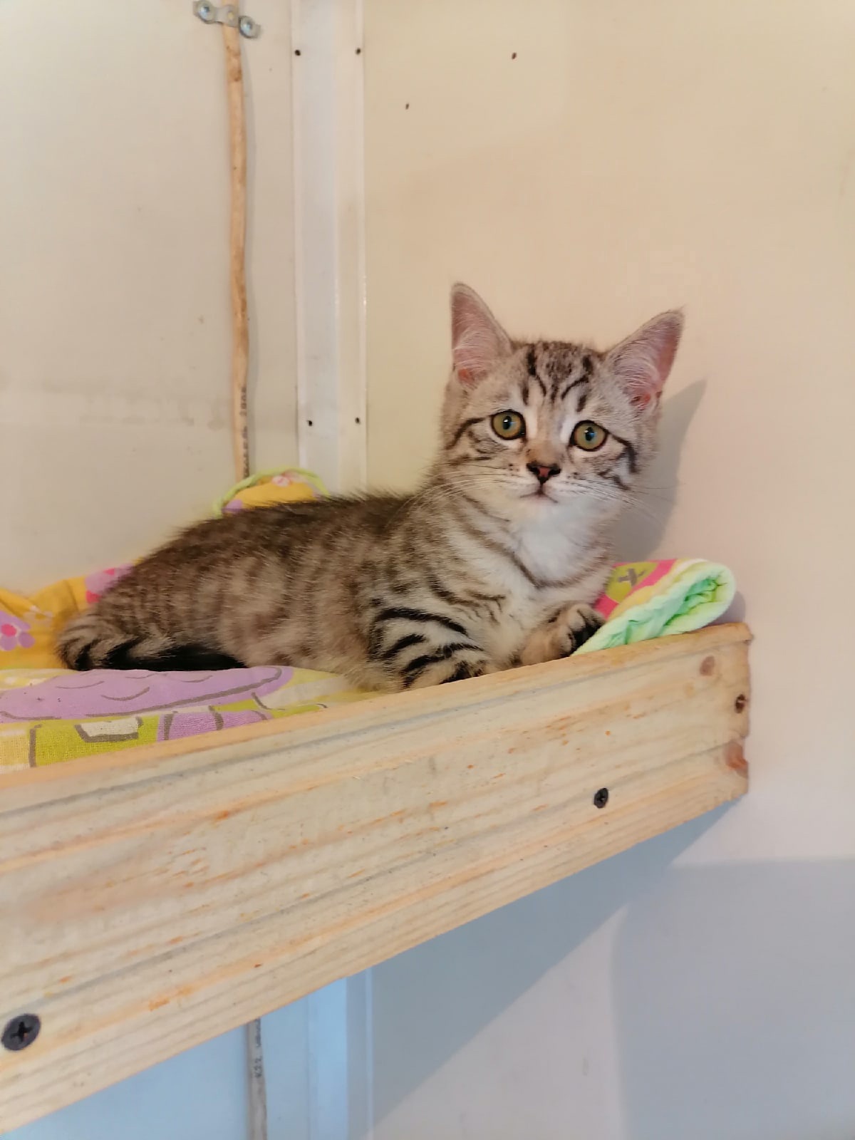 Нюта - Имена для девочек - Клички для котов и кошек