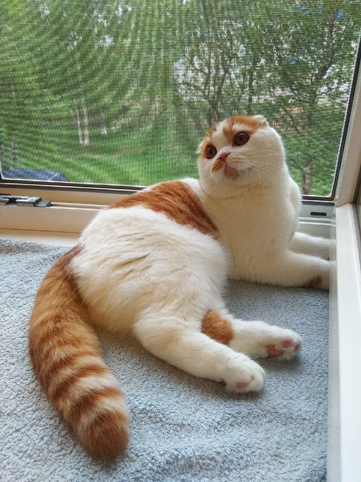 Арчибальд - Имена для мальчиков - Клички для котов и кошек