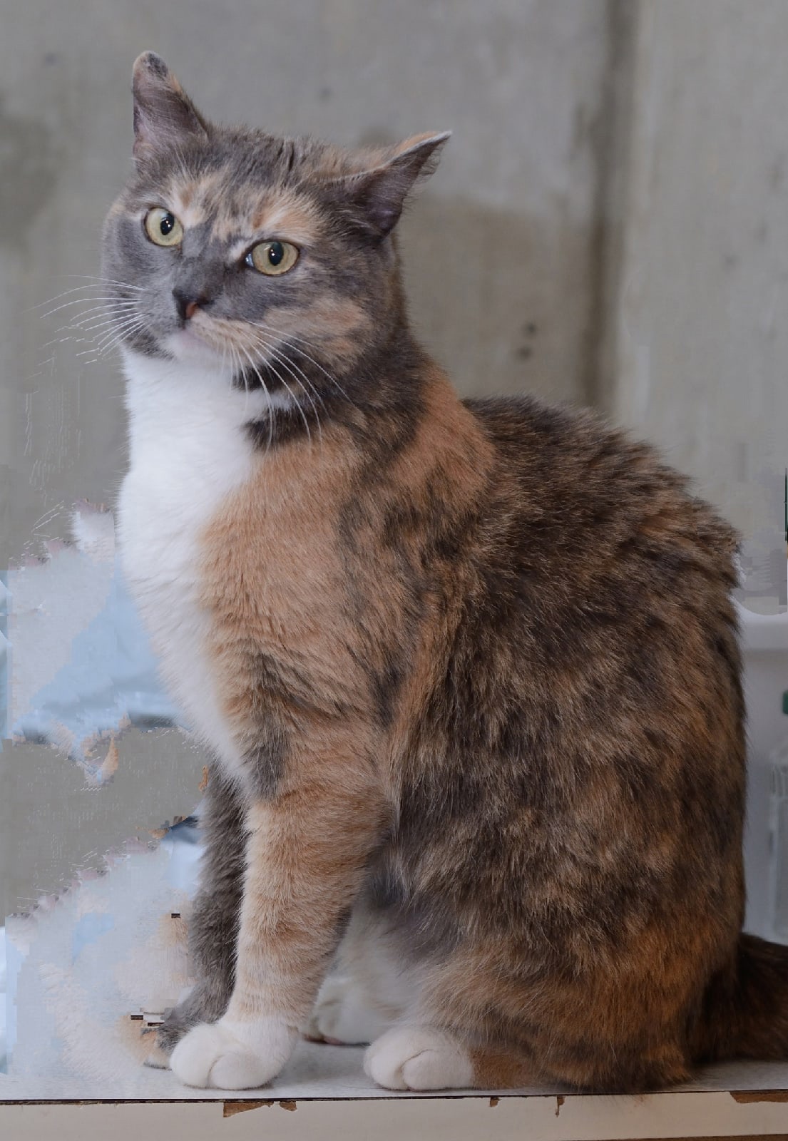 Терра - Имена для девочек - Клички для котов и кошек