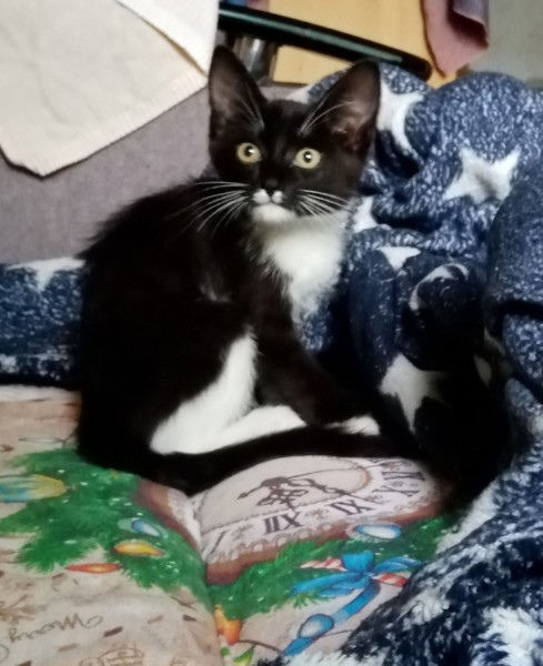 Лонг - Имена для мальчиков - Клички для котов и кошек