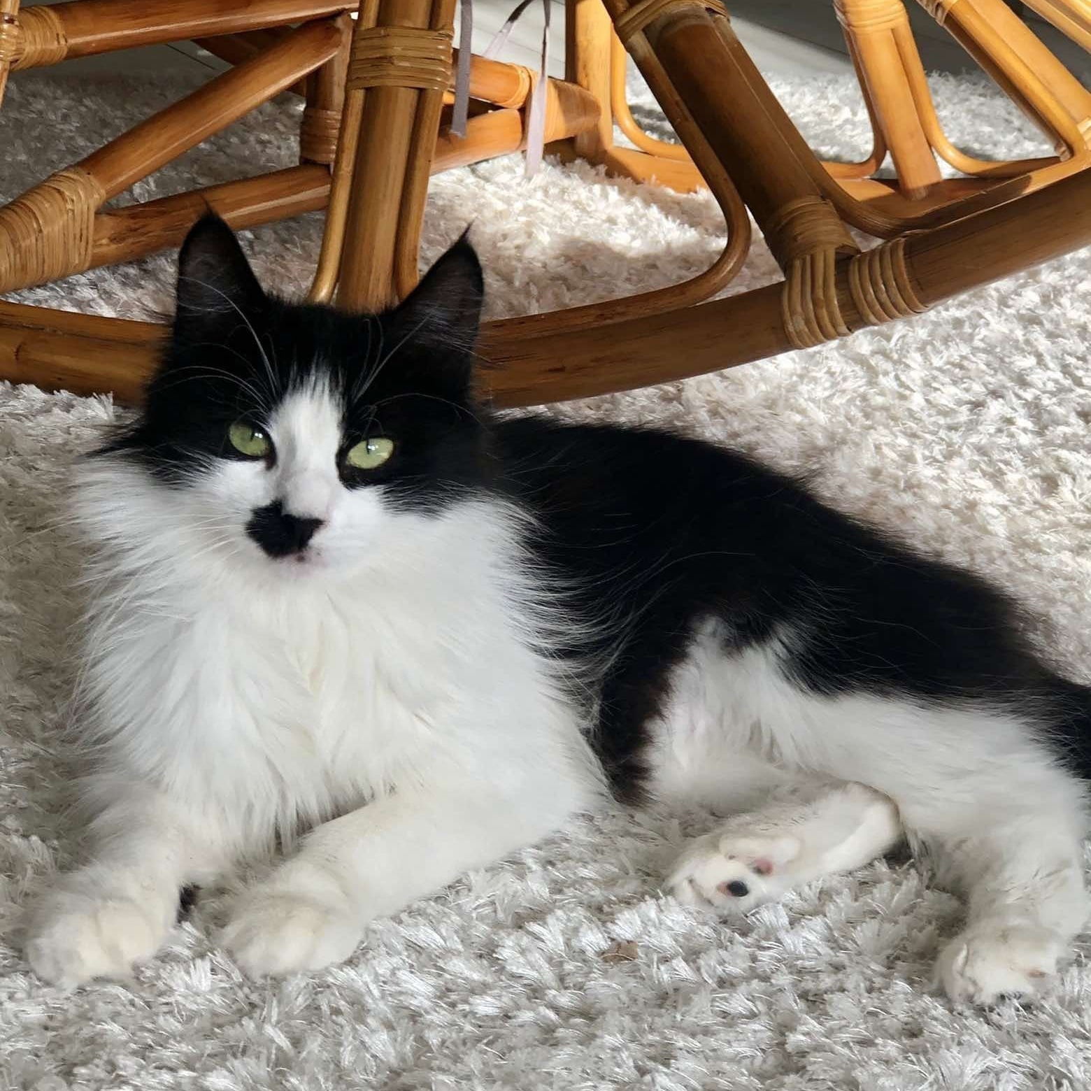 Джулия - Имена для девочек - Клички для котов и кошек