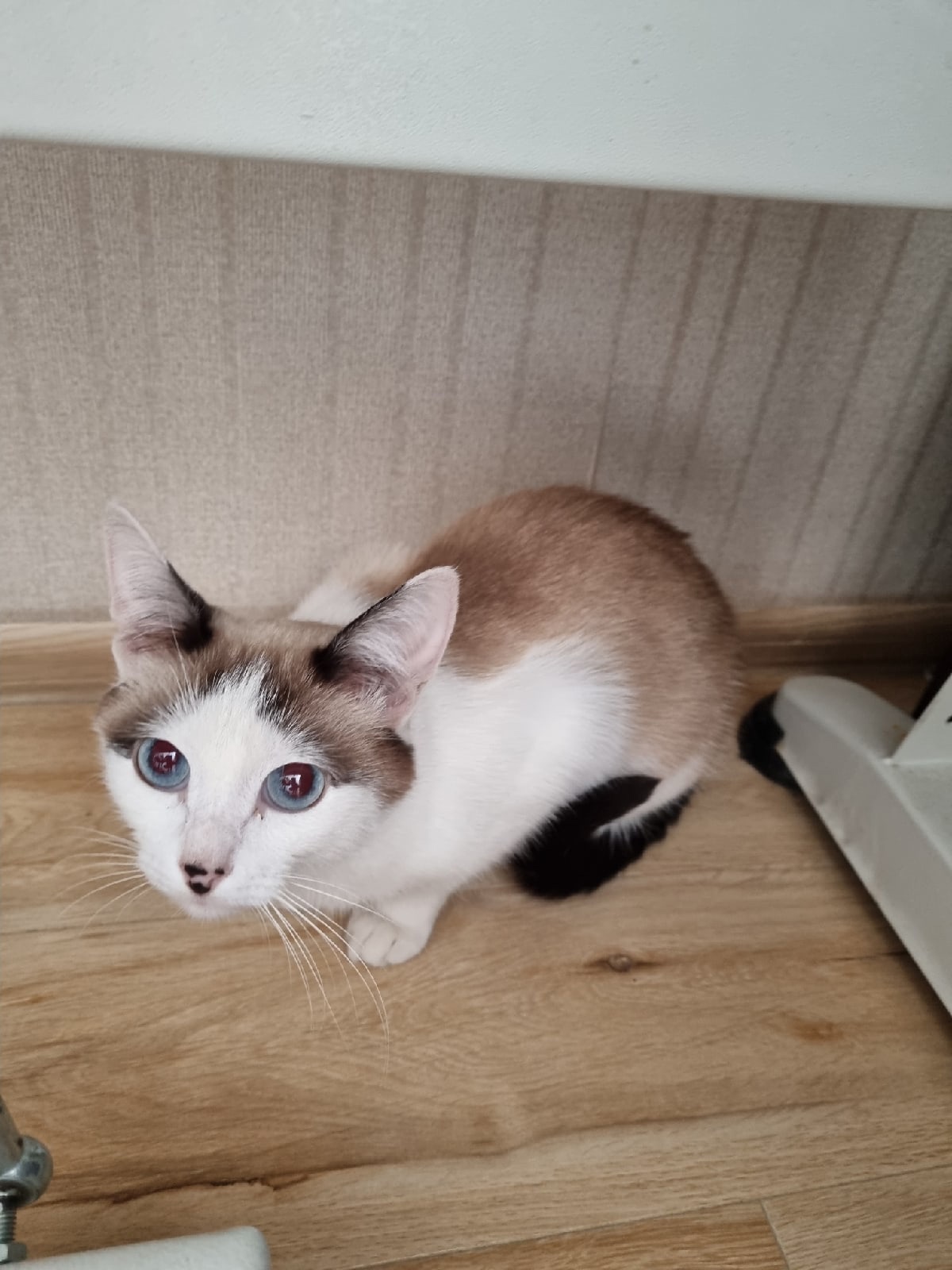 Мэнди - Имена для девочек - Клички для котов и кошек