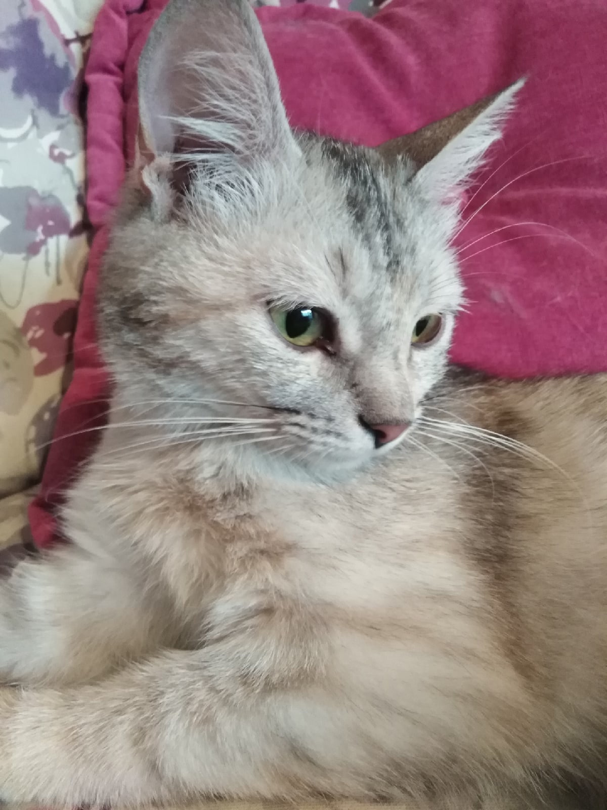 Халва - Имена для девочек - Клички для котов и кошек