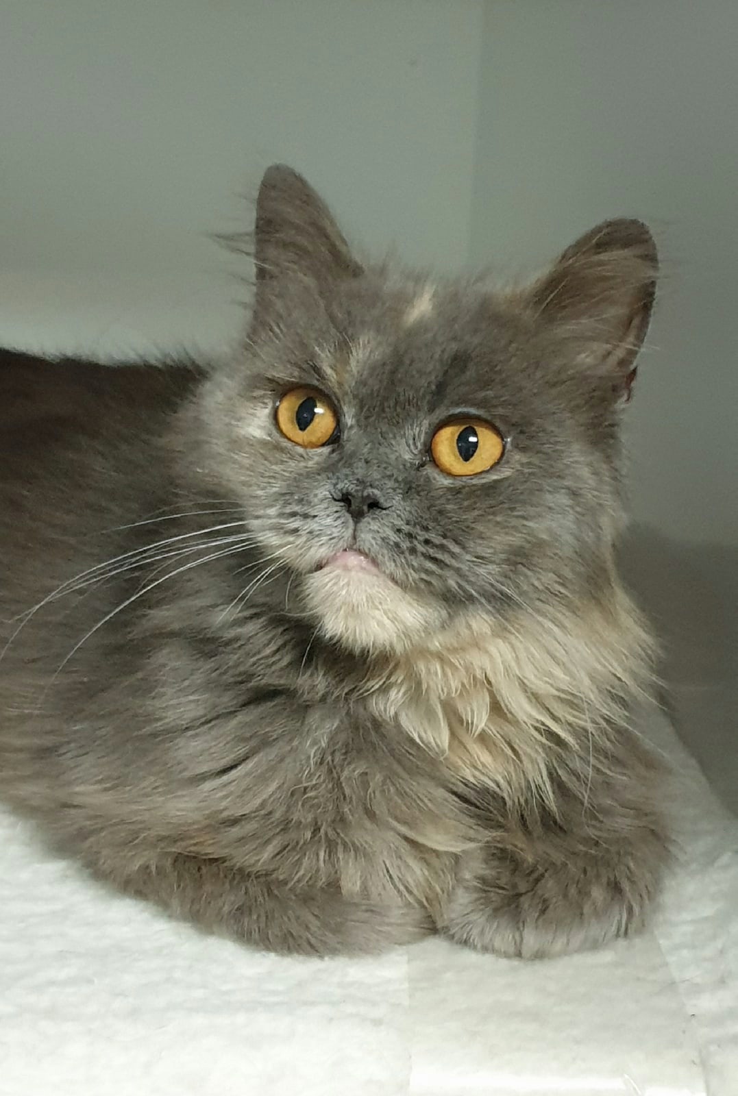 Тутси - Имена для девочек - Клички для котов и кошек