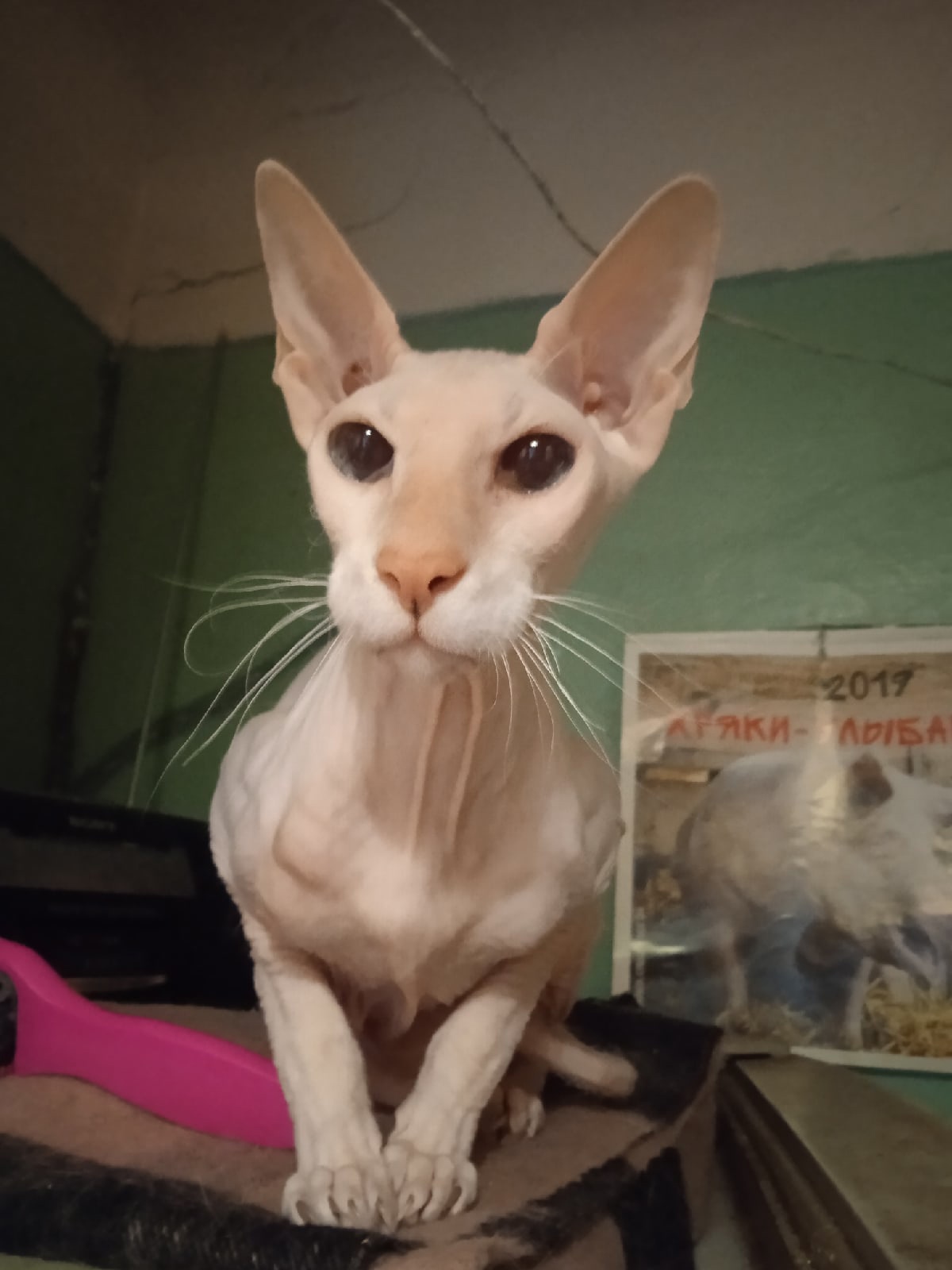 Гоген - Имена для мальчиков - Клички для котов и кошек