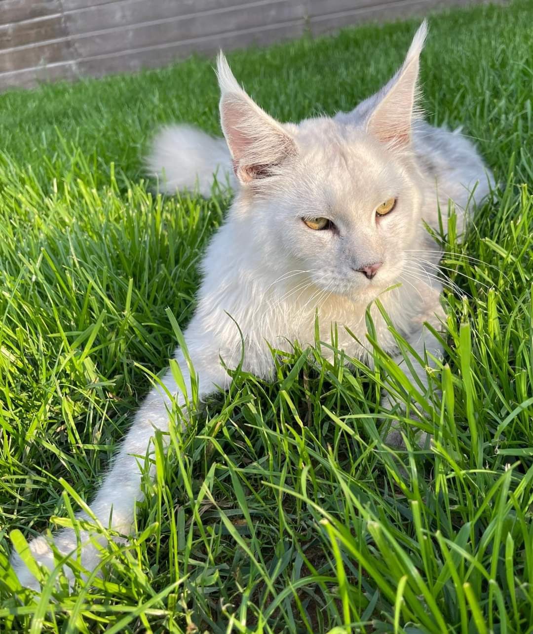 Лимон - Имена для мальчиков - Клички для котов и кошек