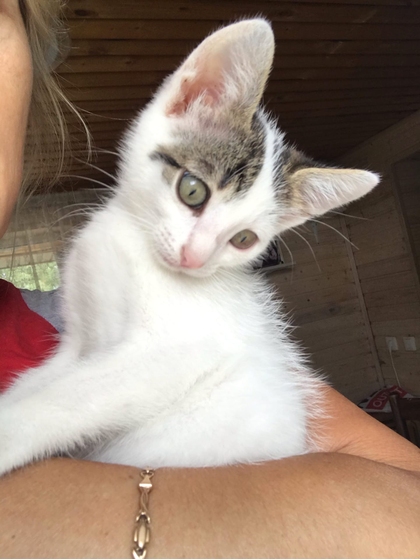 Яська - Имена для мальчиков - Клички для котов и кошек