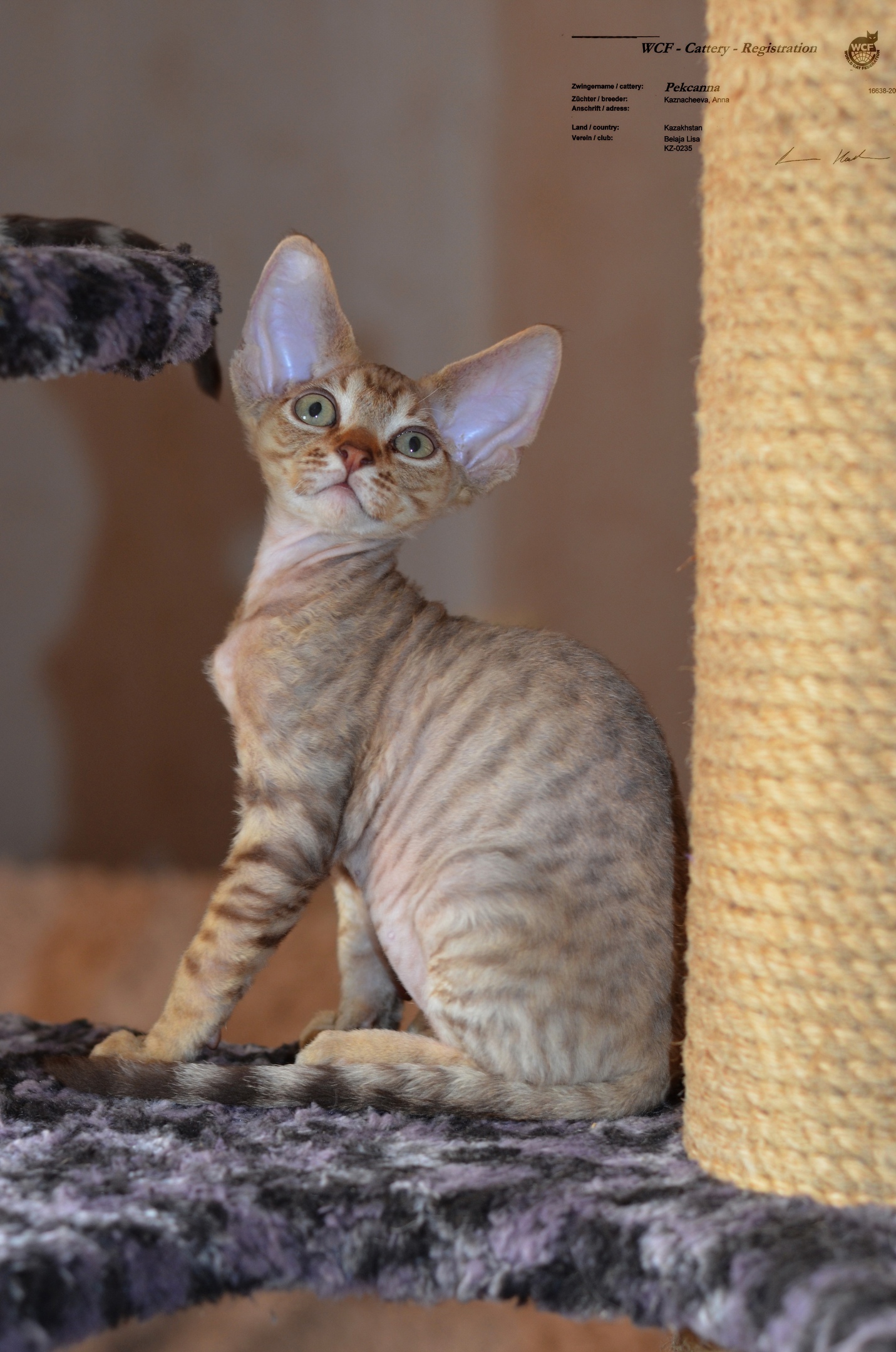 Покер - Имена для мальчиков - Клички для котов и кошек