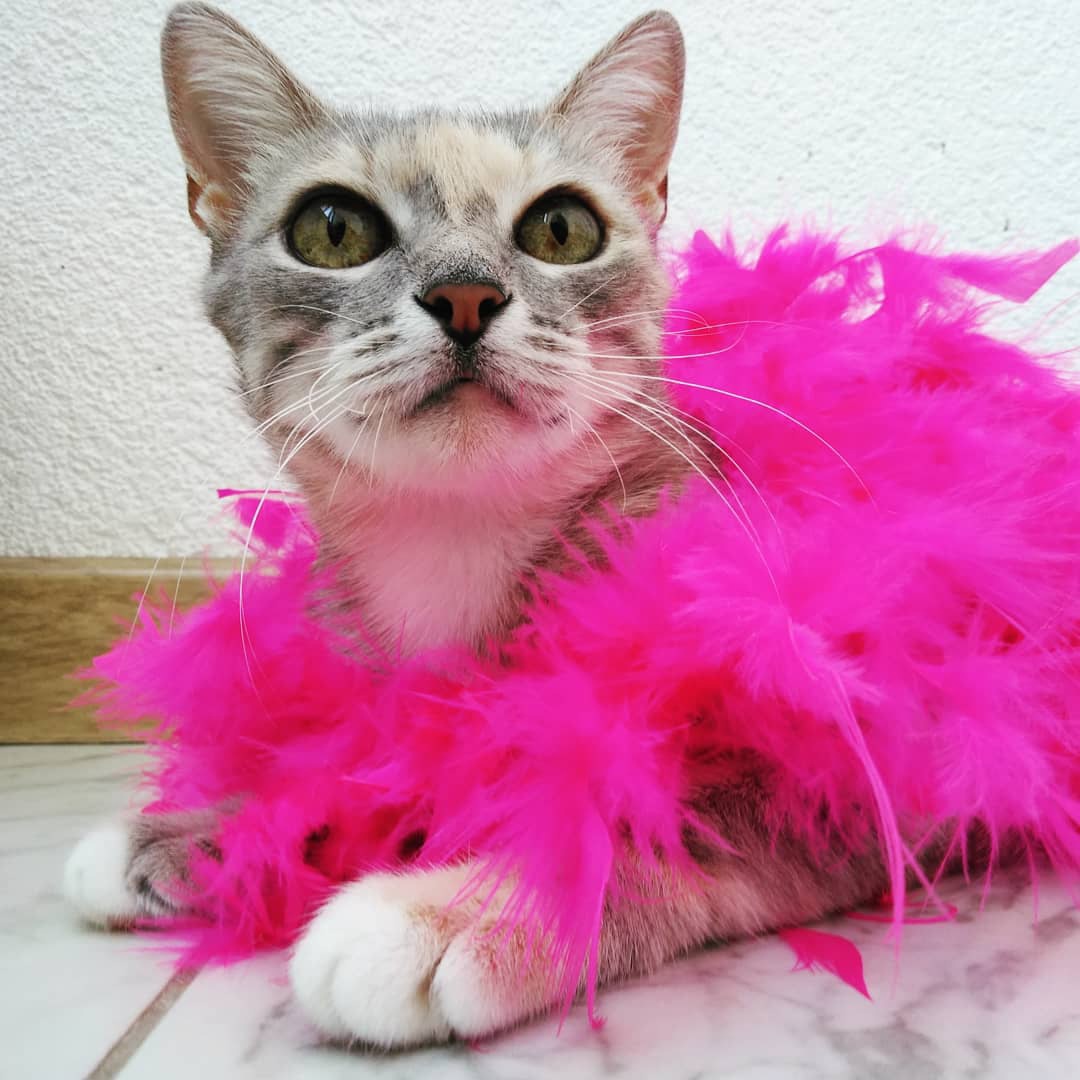 Любава - Имена для девочек - Клички для котов и кошек