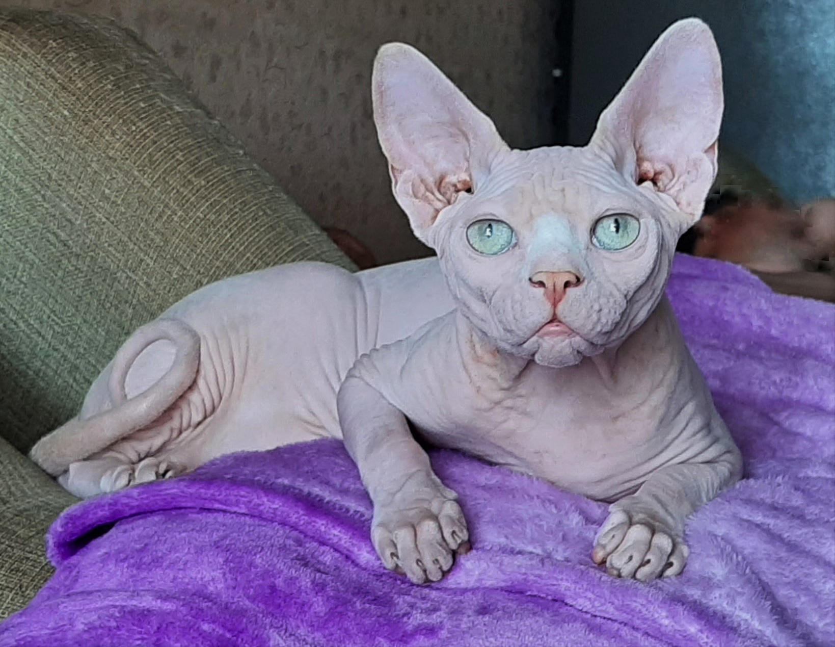 Нариман - Имена для мальчиков - Клички для котов и кошек